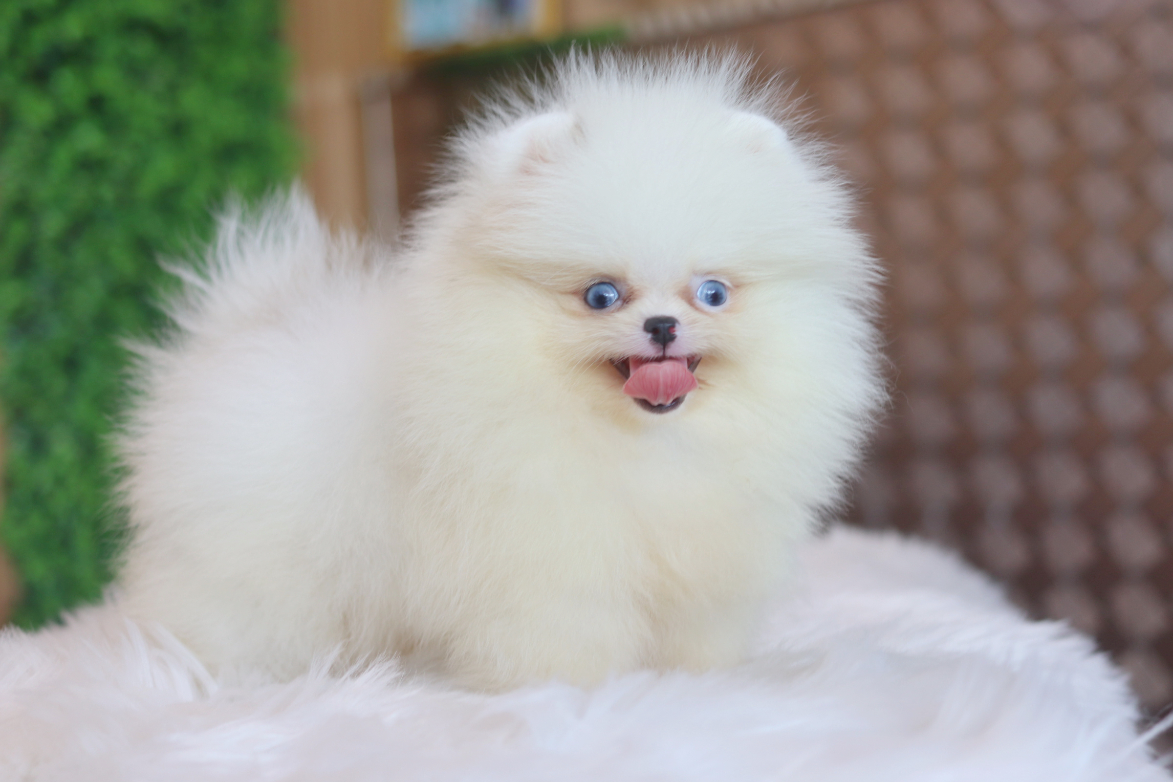 ปอมเมอเรเนียน เพศเมียสีแฟนซีเกรดโชว์ตาสีฟ้า