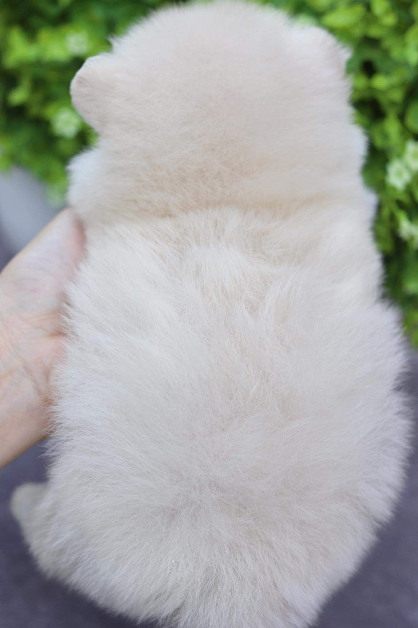 ปอมเมอเรเนียน เพศผู้