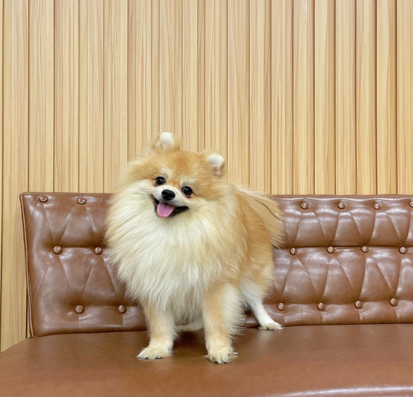 ปอมเมอเรเนียน เพศผู้ สีส้มวัคซีนครบเกรดโชว์