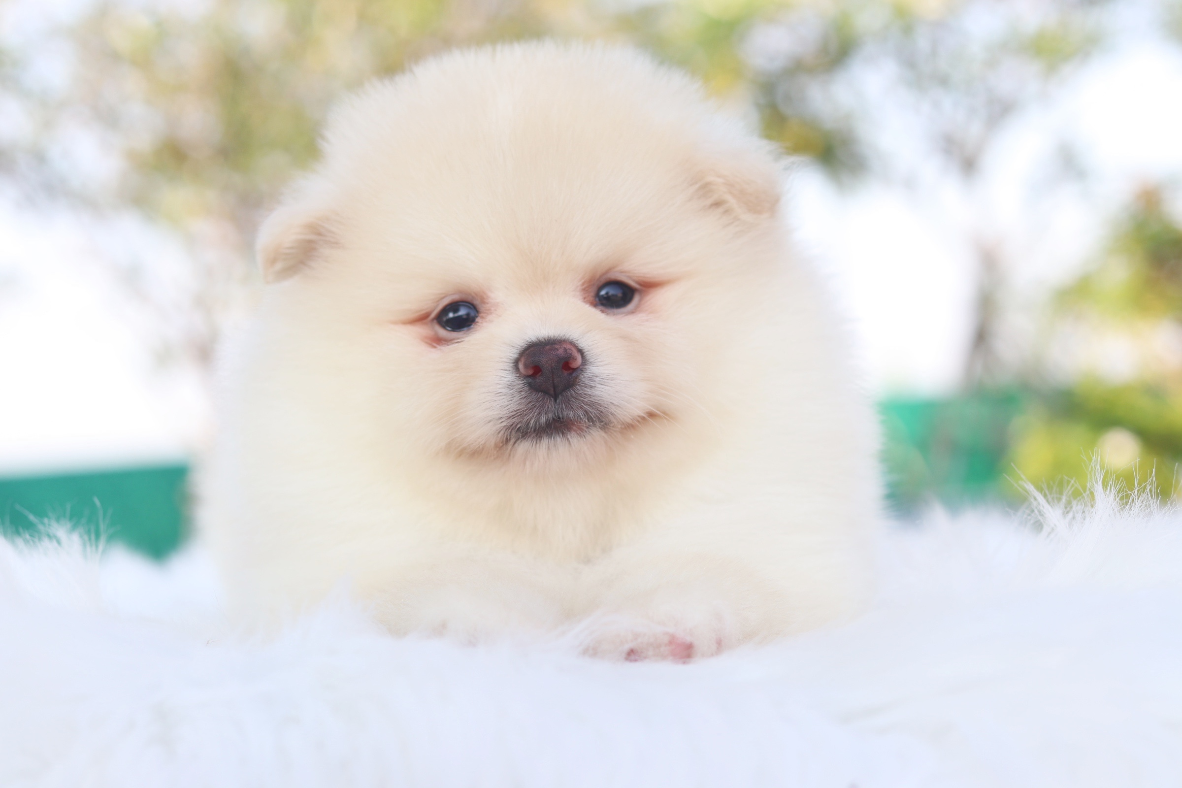 ปอมเมอเรเนียน เพศผู้ สีครีม