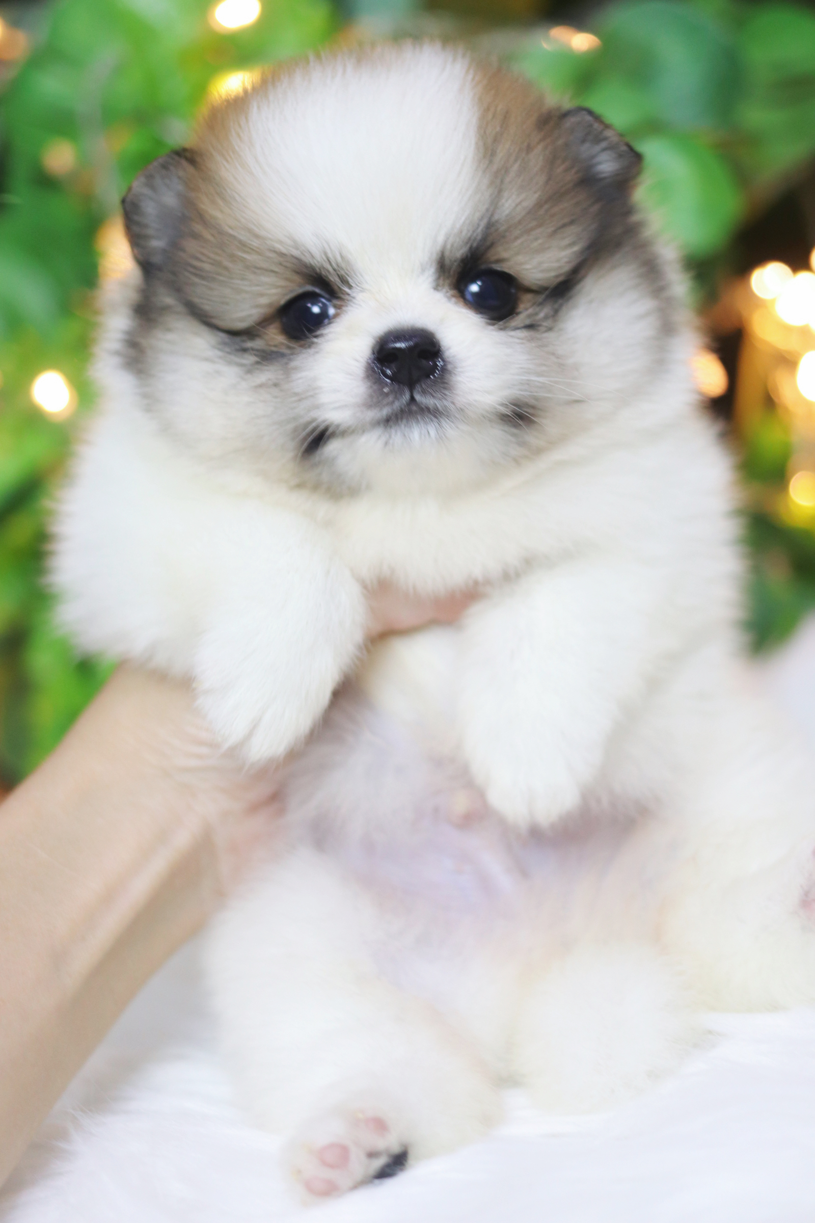 ปอมเมอเรเนียน เพศผู้สีแฟนซี