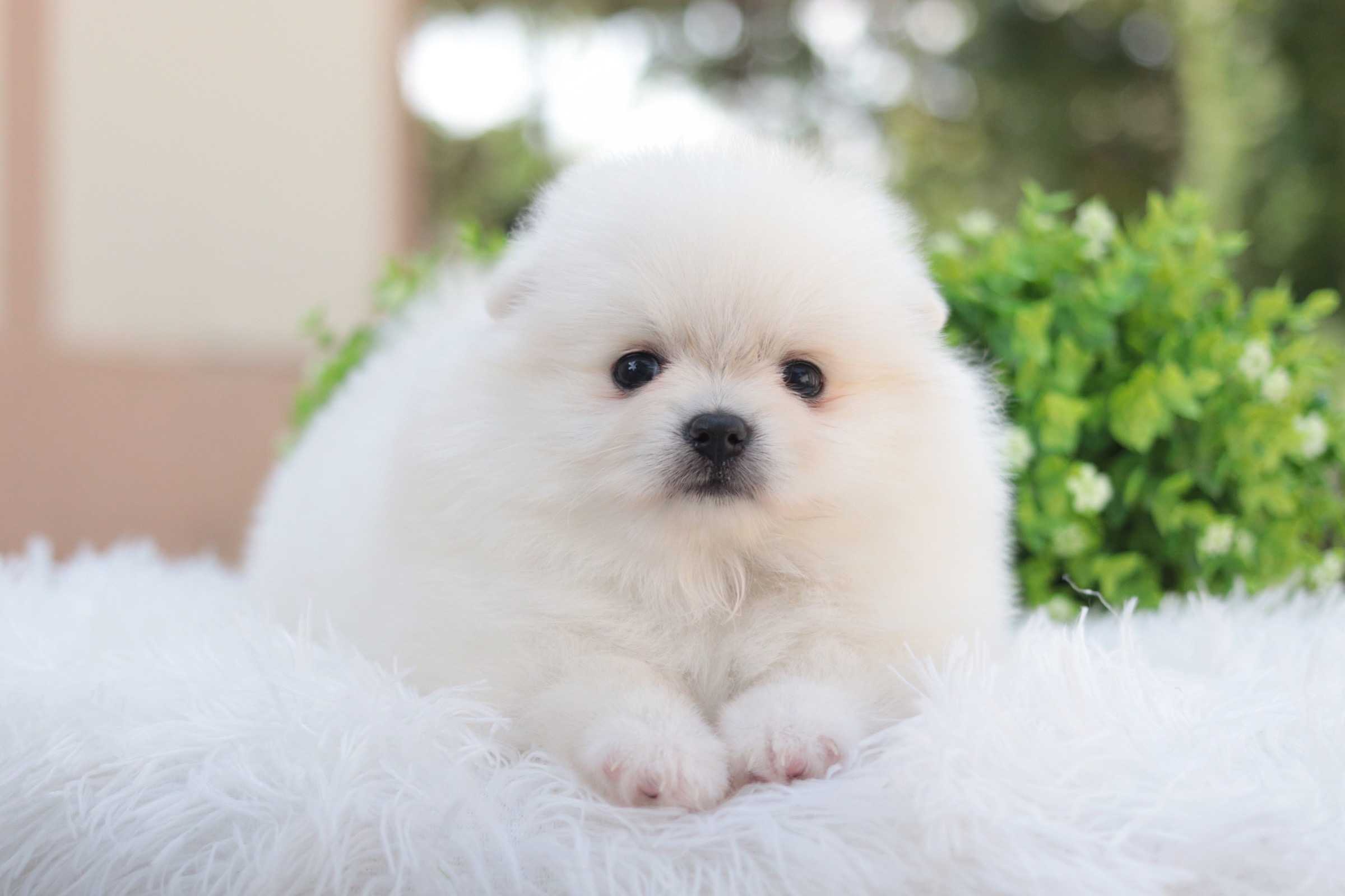 ปอมเมอเรเนียน เพศเมียสีขาวครีม