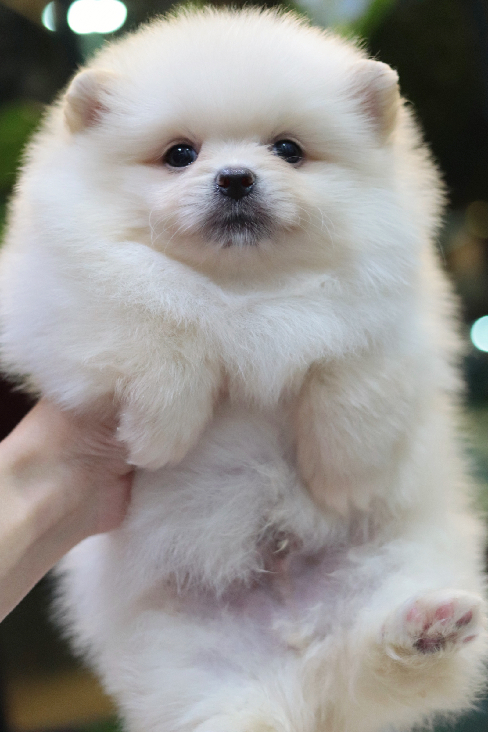 ปอมเมอเรเนียน เพศผู้ สีขาวครีม