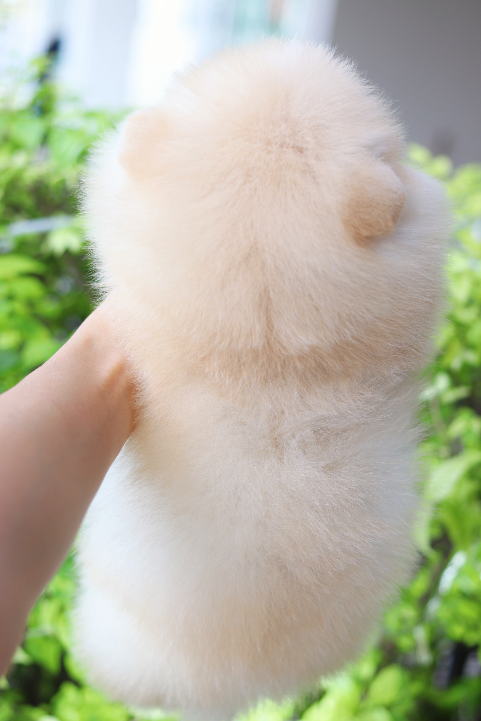 ปอมเมอเรเนียน เพศผู้สีครีม