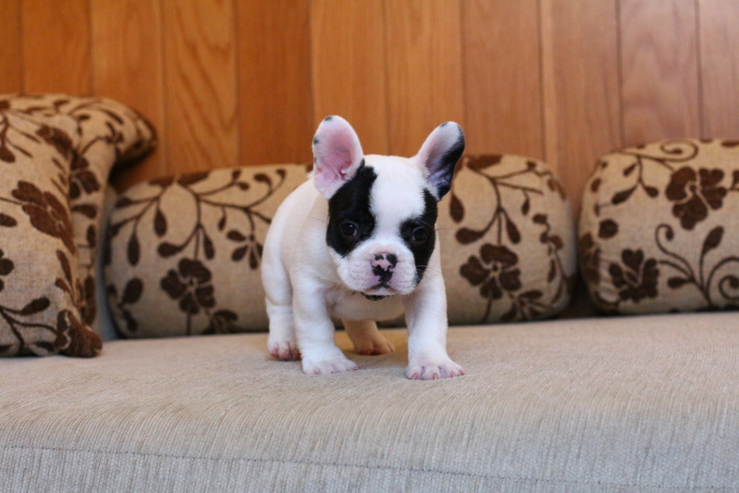 เด็กชายกัปตัน เฟรนช์บูลด็อก สีขาวดำ มาร์คกิ้งหน้ากากเท่ห์ๆ