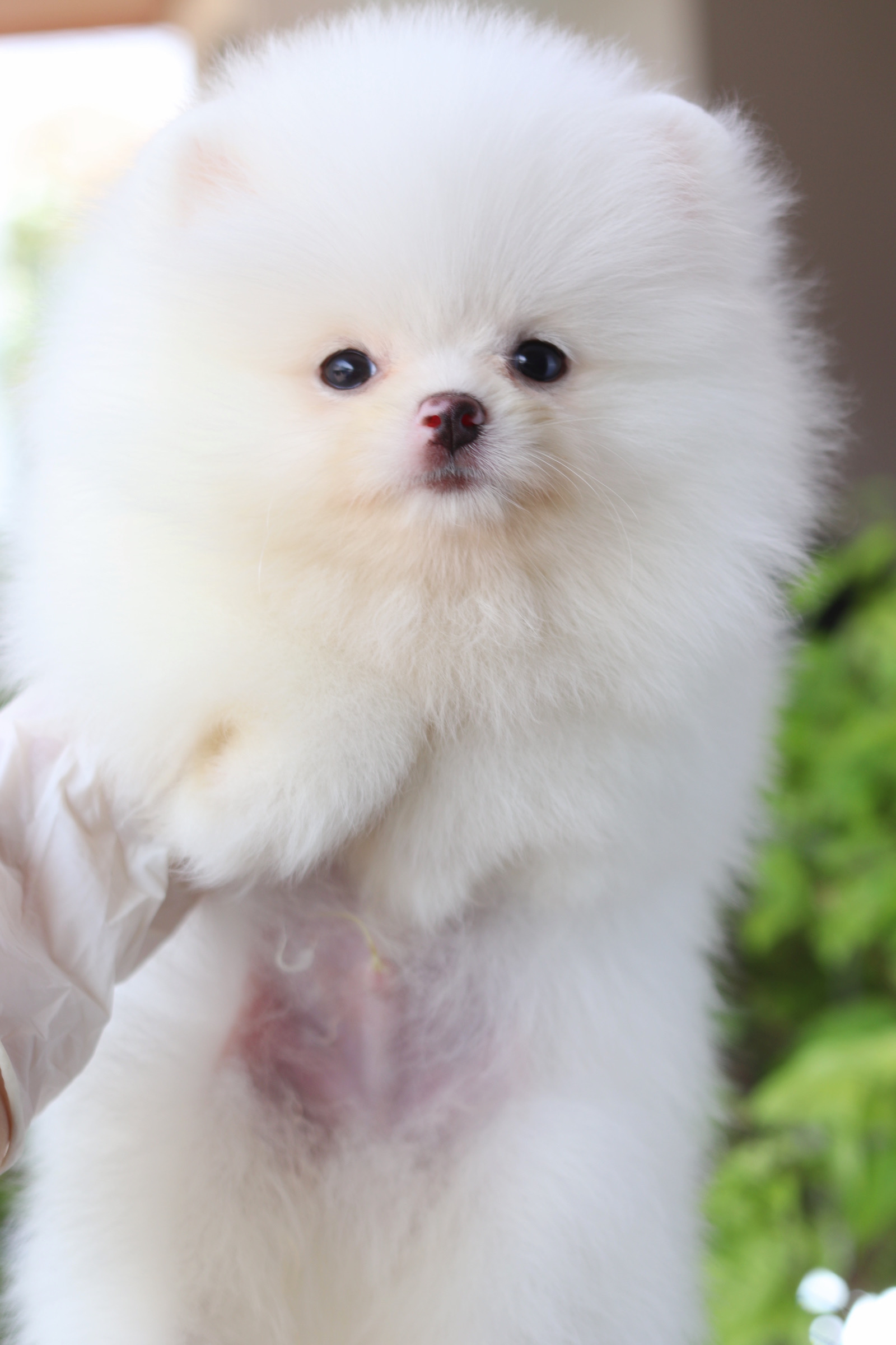 ปอมเมอเรเนียน เพศผู้สีขาวครีม เกรดโชว์