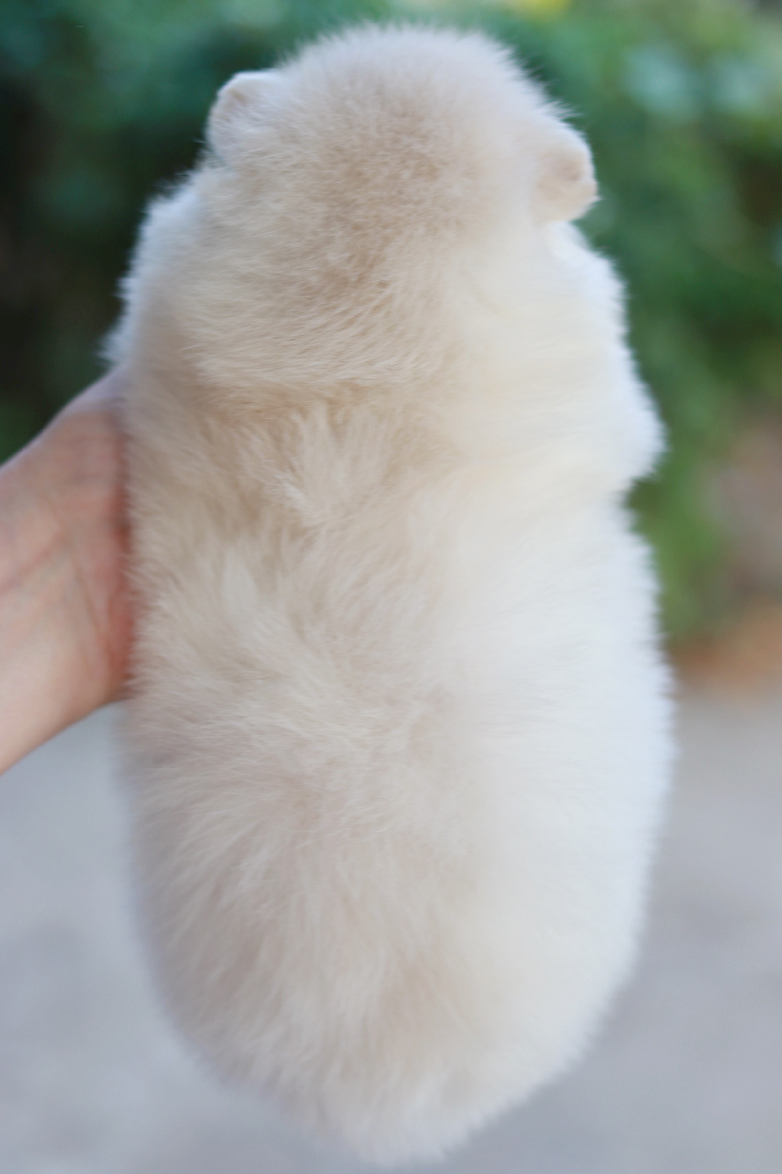 ปอมเมอเรเนียน เพศเมีย