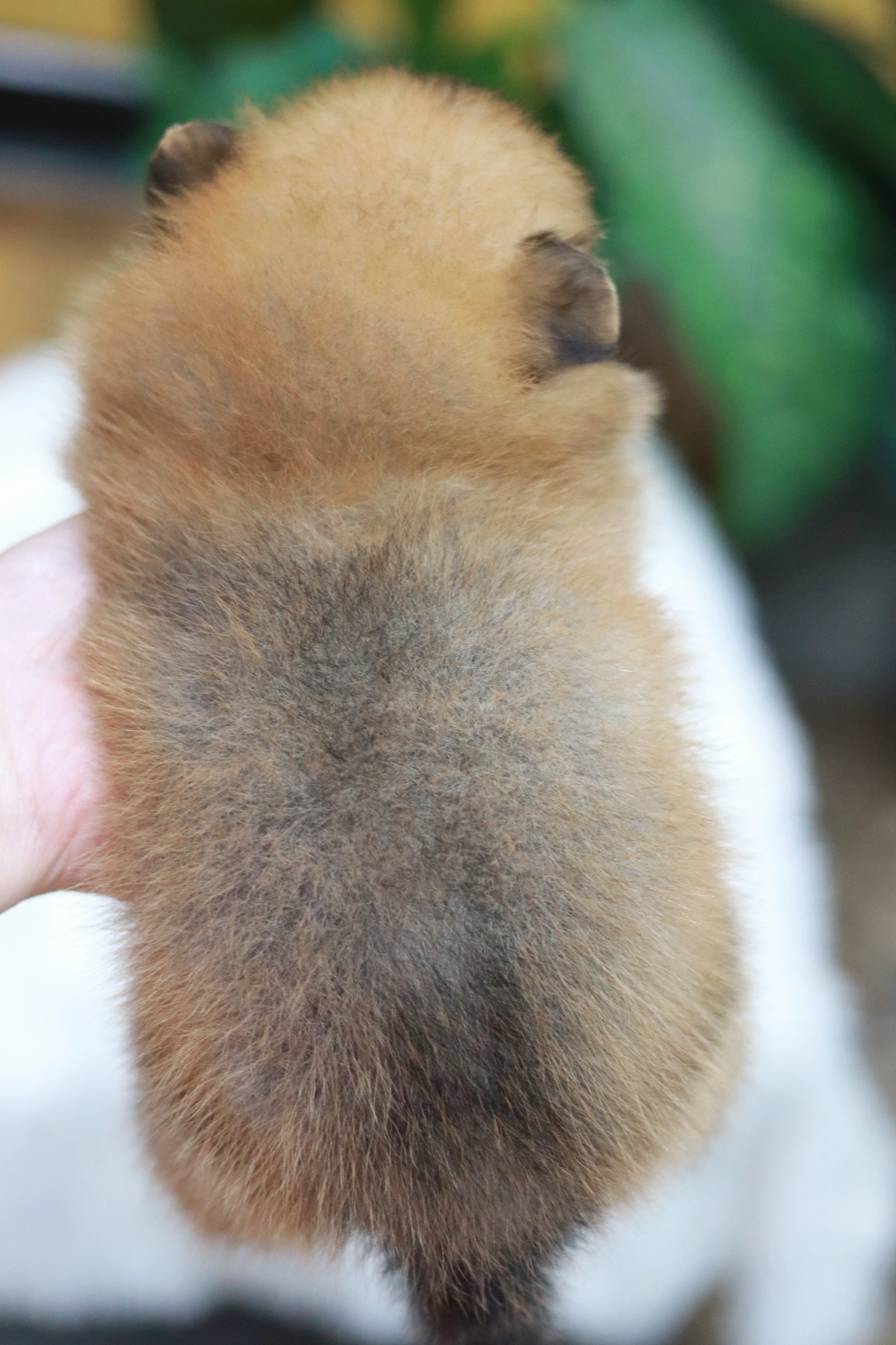 ปอมเมอเรเนียน เพศผู้ สีส้ม ไซส์เล็ก