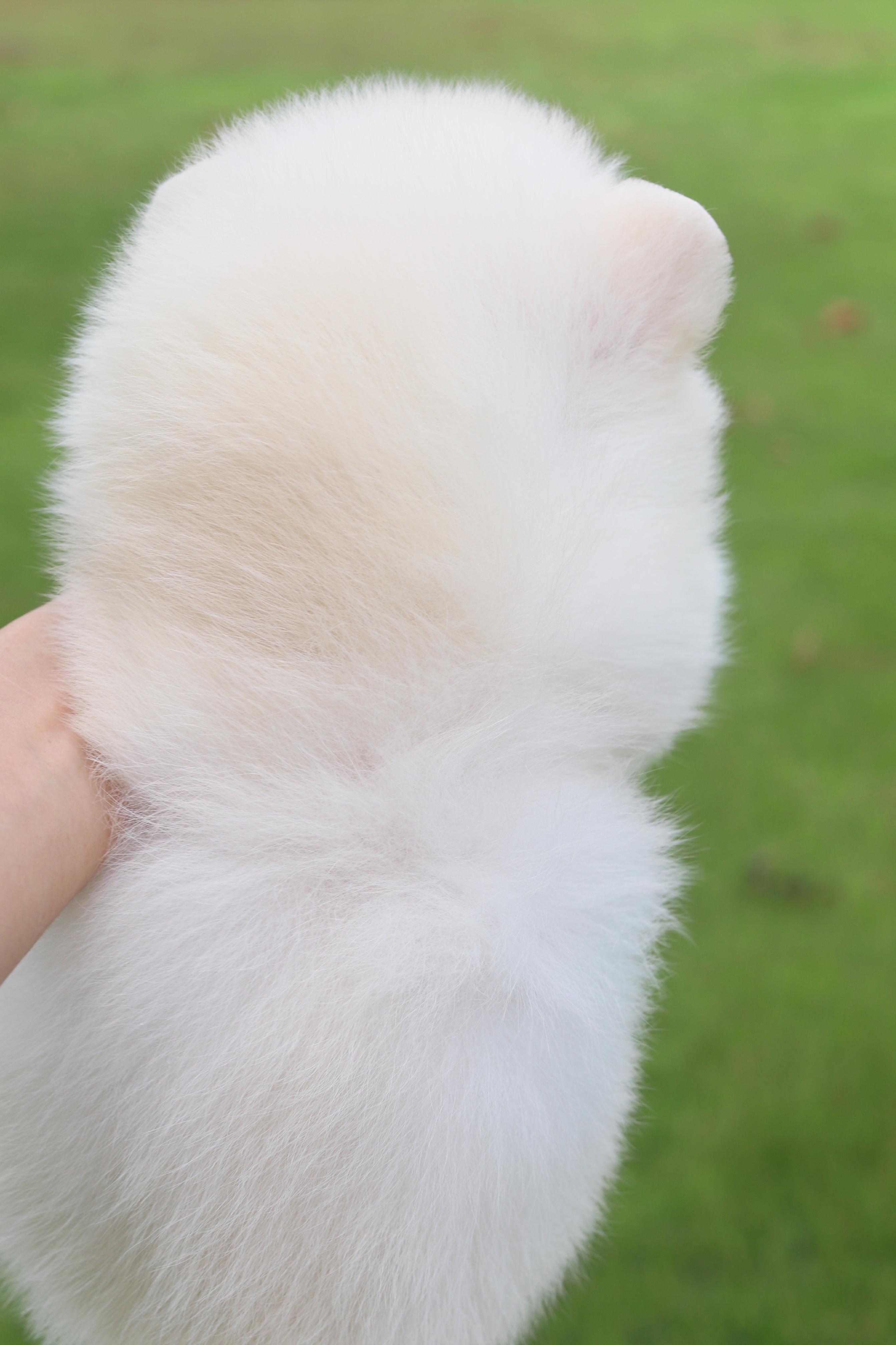 ปอมเมอเรเนียน เพศผู้สีขาวครีม