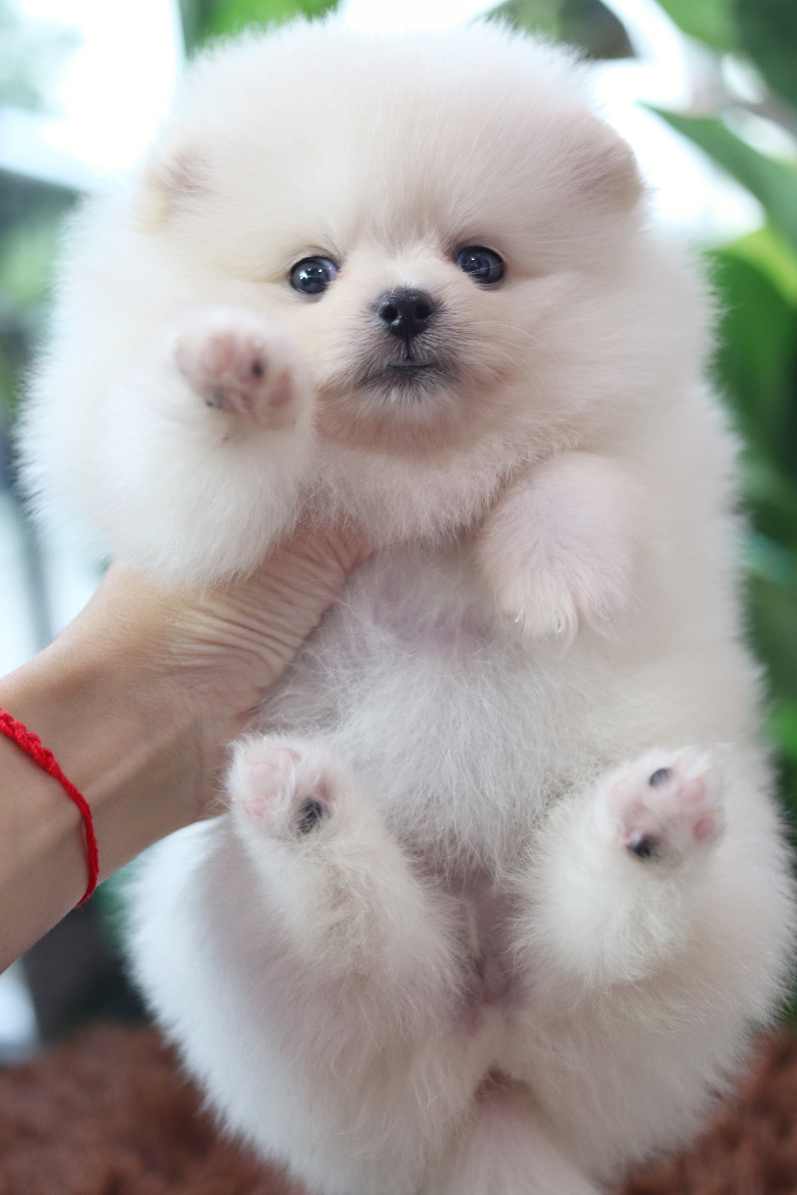 ปอมเมอเรเนียน เพศเมียสีขาวครีม