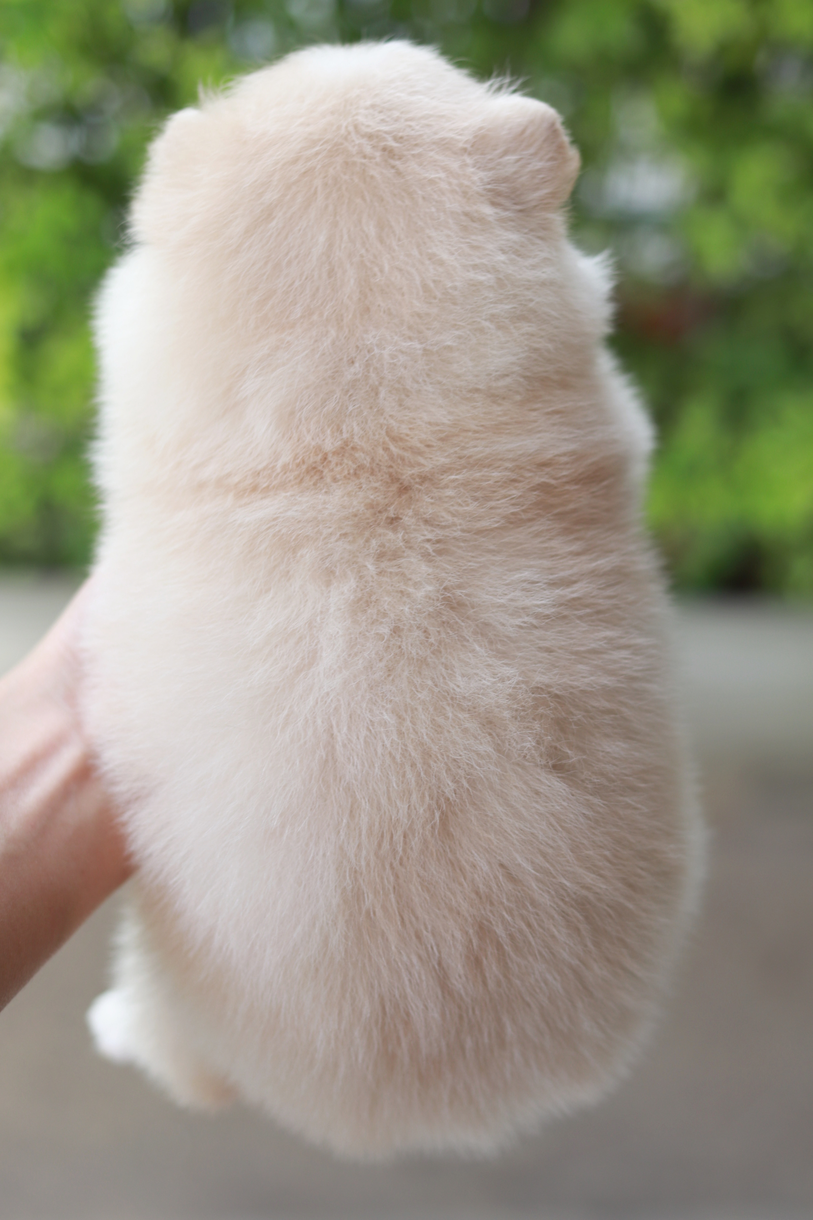 ปอมเมอเรเนียน เพศเมียครีม