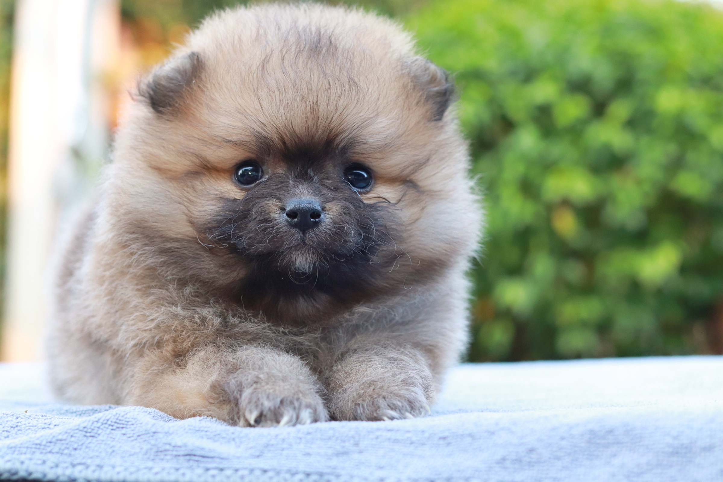 ปอมเมอเรเนียน เพศเมีย