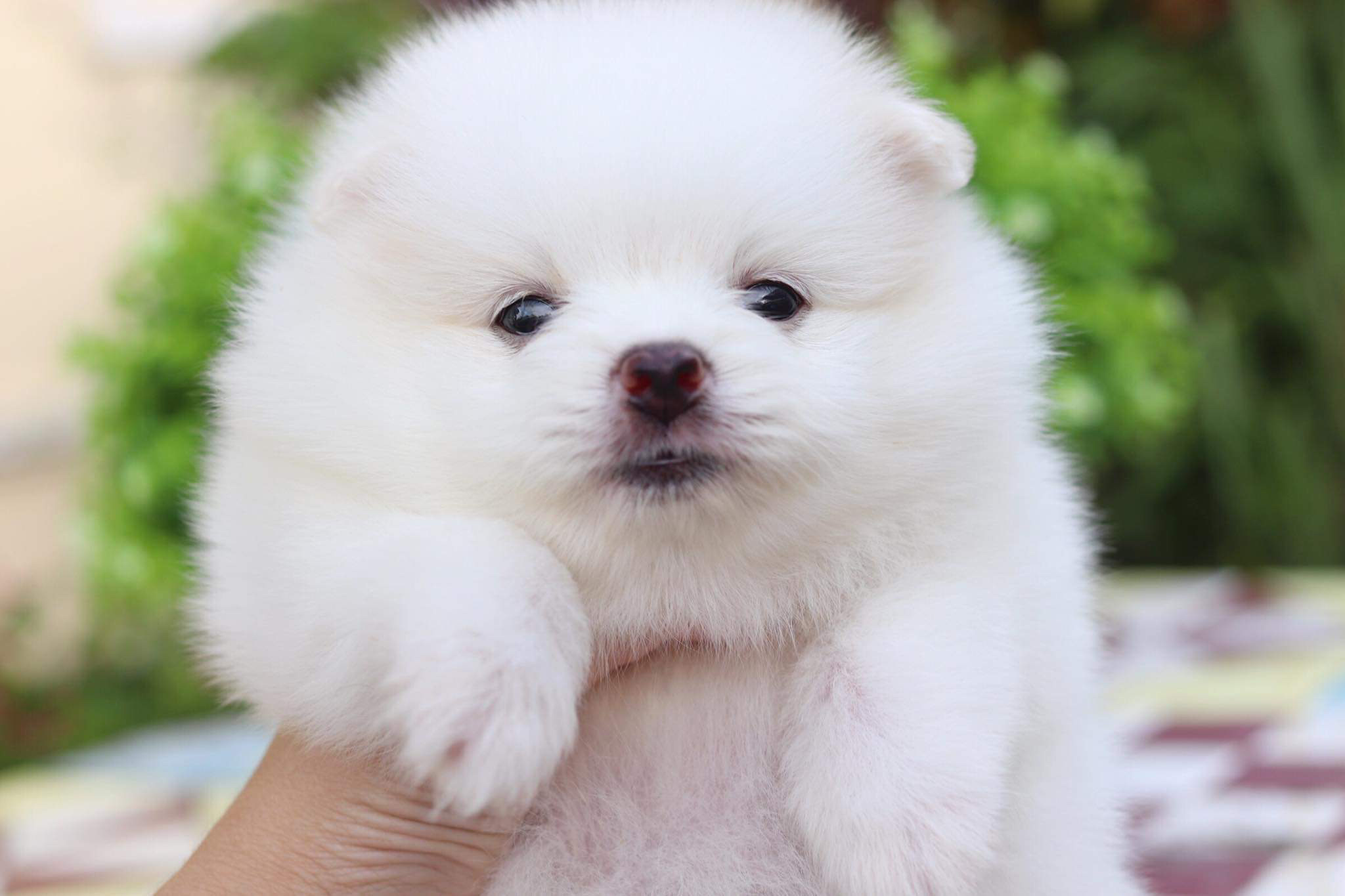 ปอมเมอเรเนียน เพศผู้