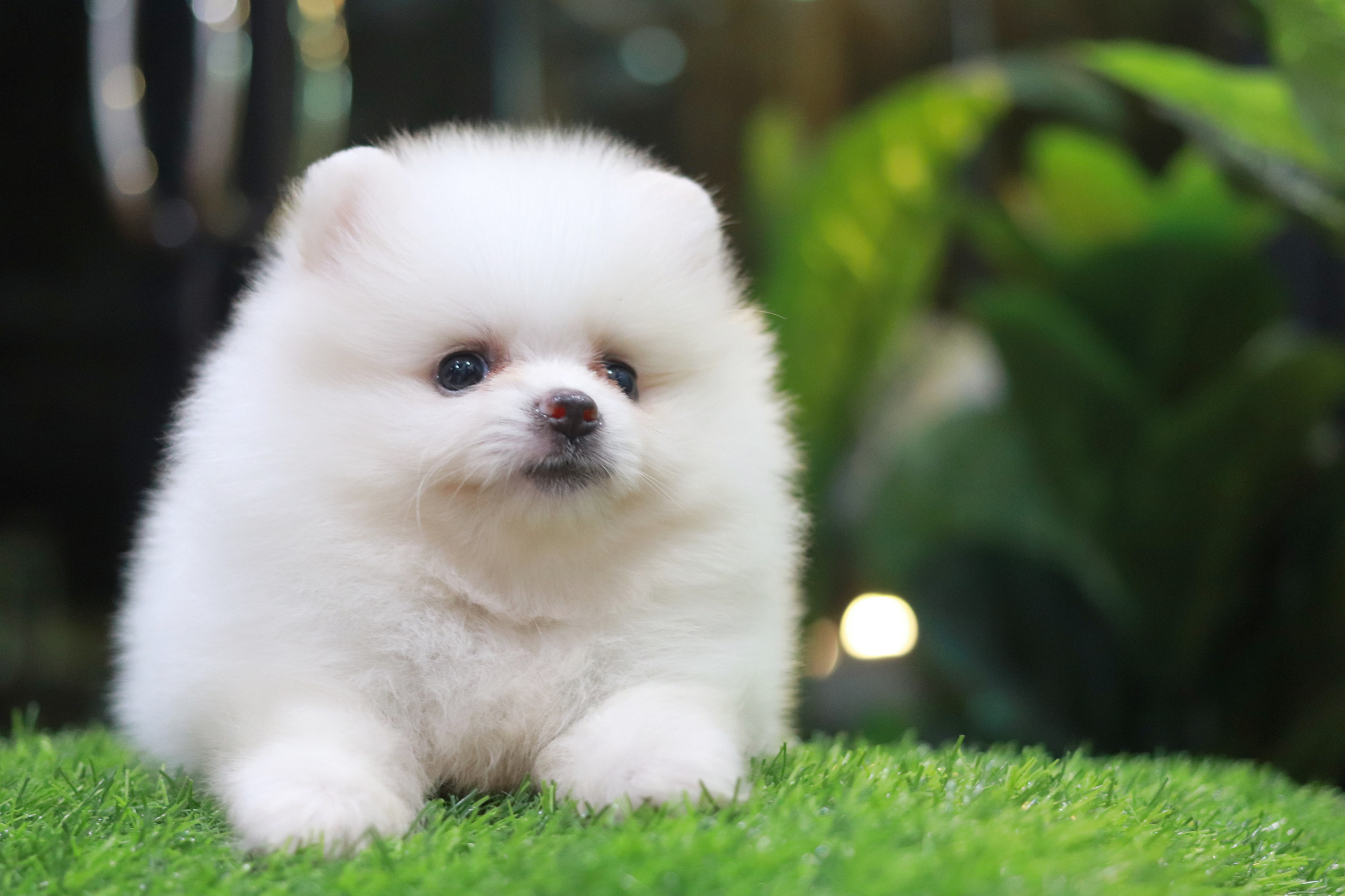 ปอมเมอเรเนียน เพศเมียสีขาวครีม