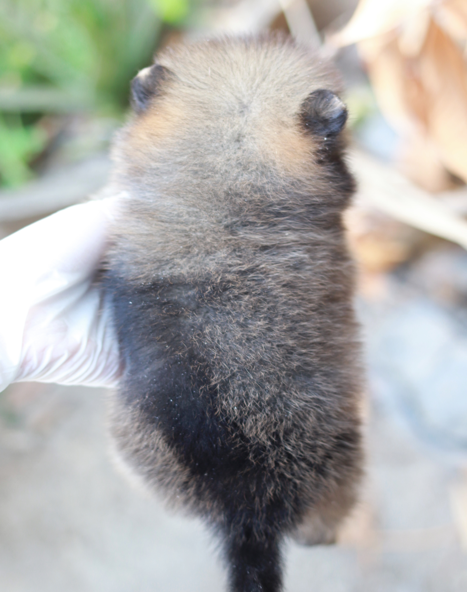 ปอมเมอเรเนียน เพศเมีย สีส้มทีคัพ