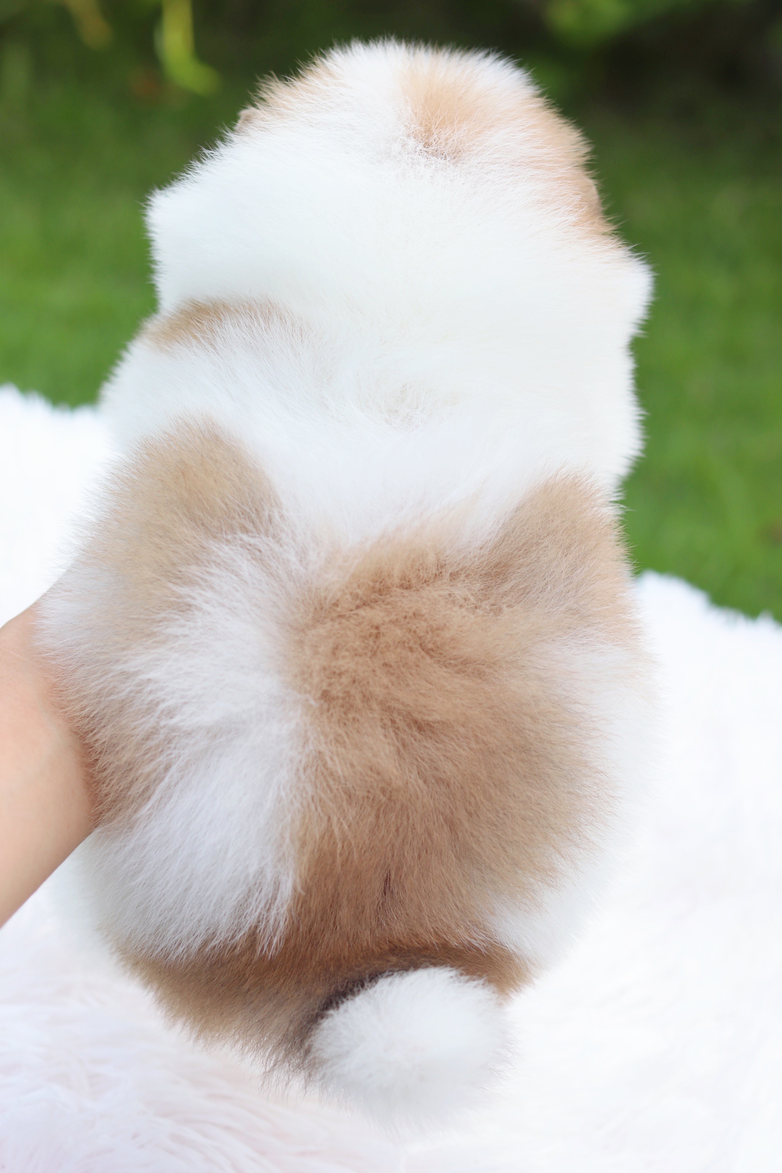 ปอมเมอเรเนียน เพศผู้ แฟนซี