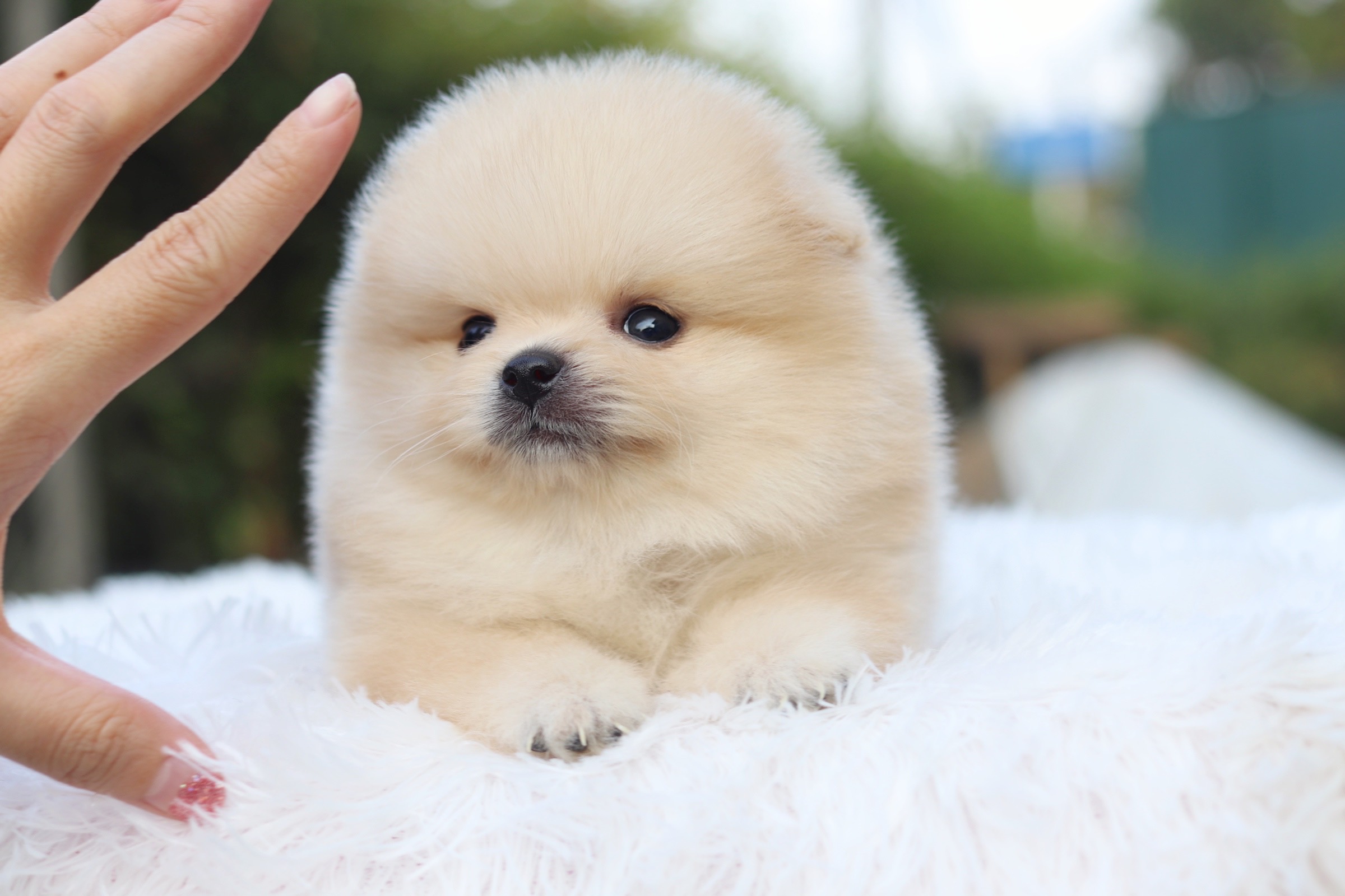 ปอมเมอเรเนียน เพศผู้ครีม ไซส์เล็ก