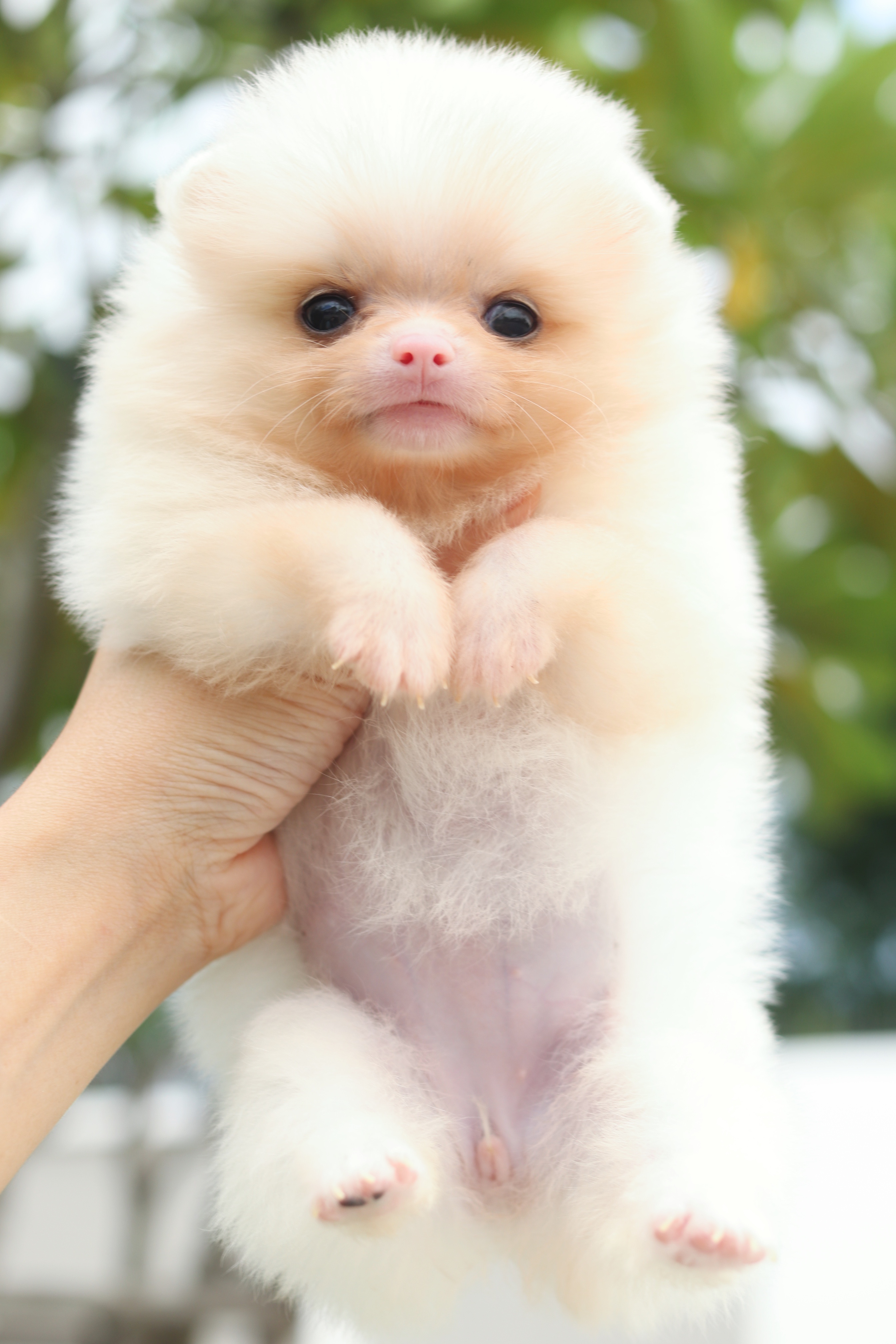 ปอมเมอเรเนียน เพศเมียสีขาวครีม ไซส์เล็ก