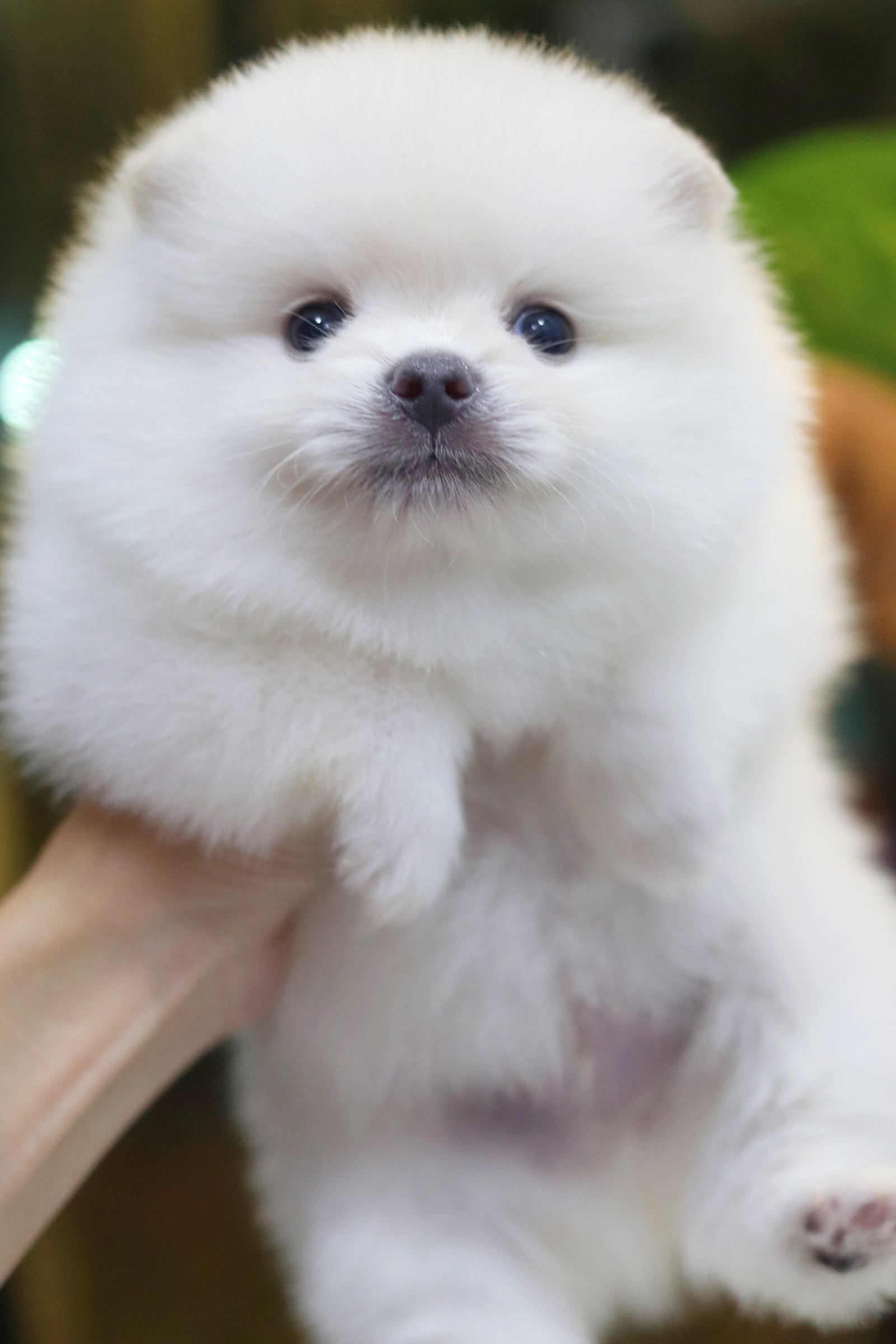 ปอมเมอเรเนียน เพศผู้ ขาวครีม