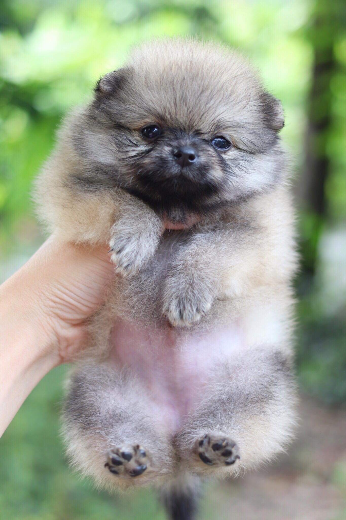 ปอมเมอเรเนียน เพศเมีย