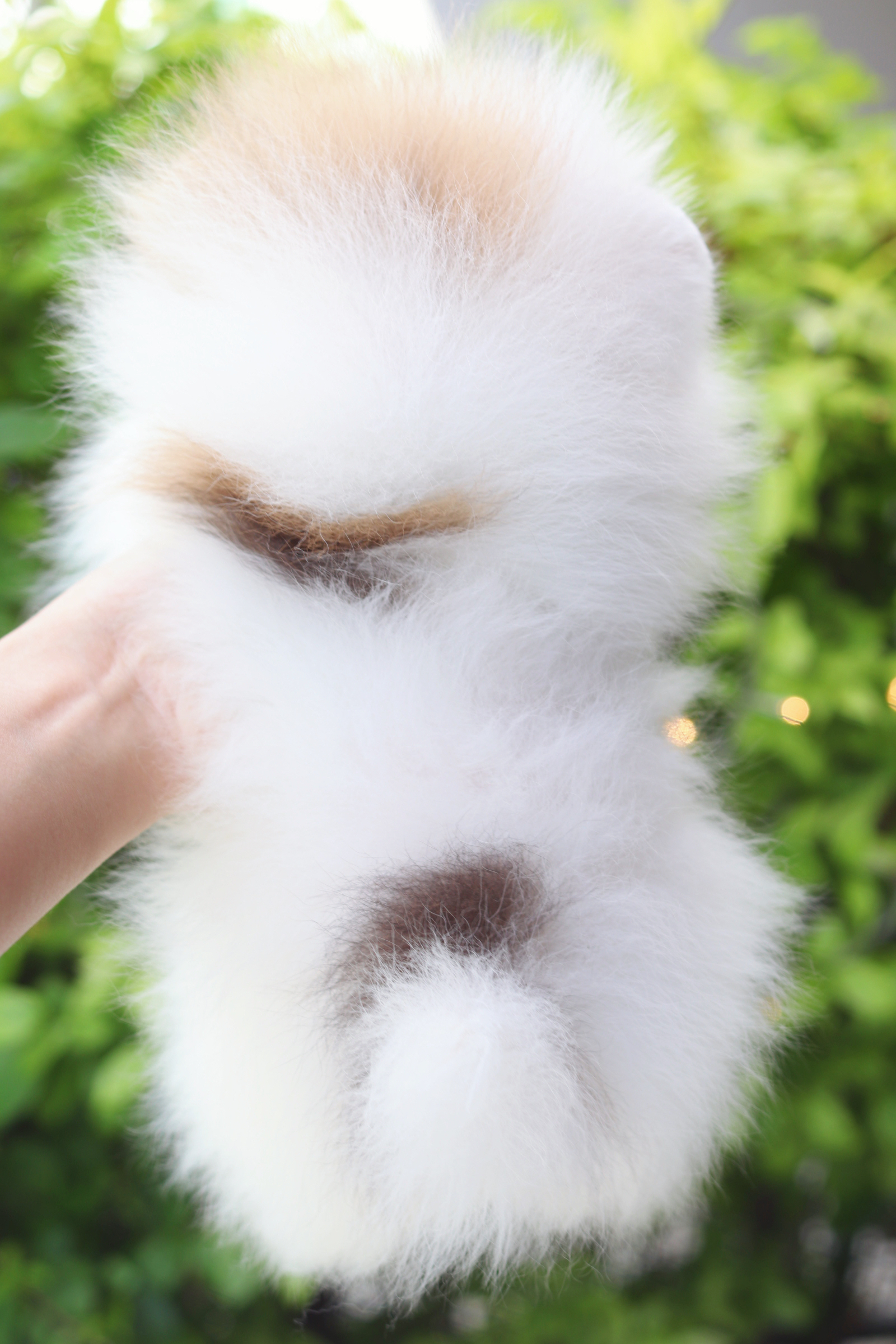 ปอมเมอเรเนียน เพศผู้ สีแฟนซี