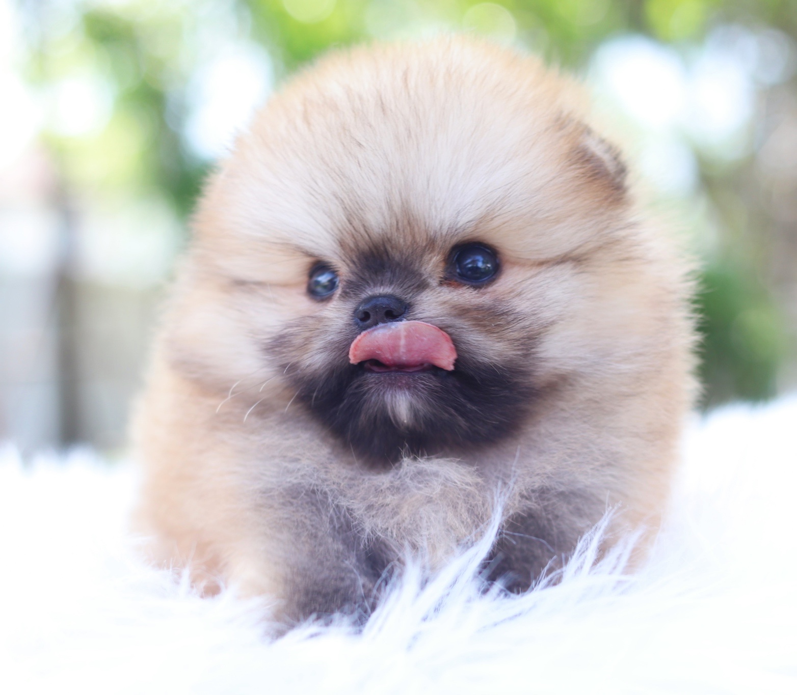 ปอมเมอเรเนียน เพศผู้สีส้มเกรดโชว์