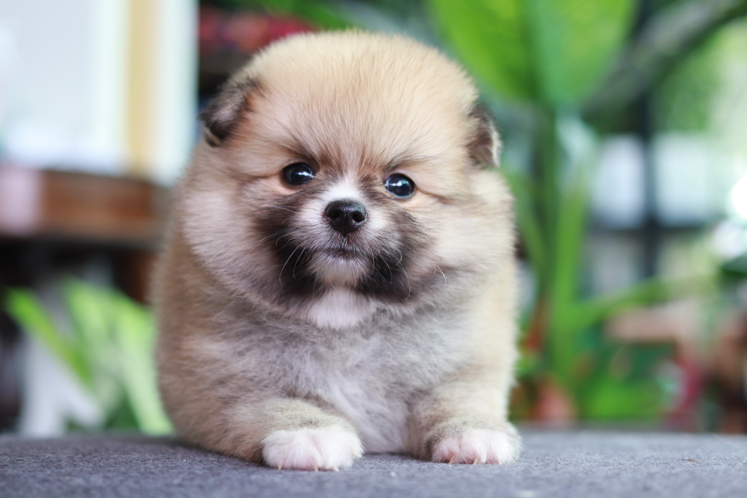 ปอมเมอเรเนียน เพศเมีย