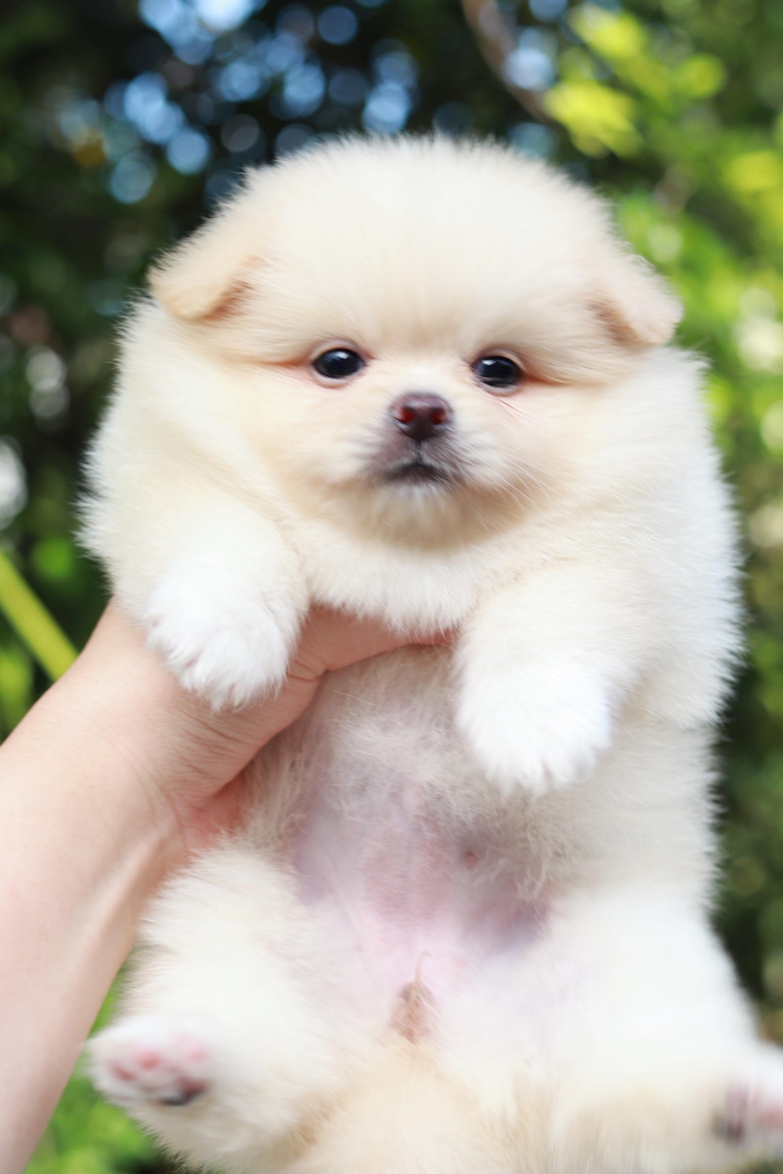 ปอมเมอเรเนียน เพศเมียครีม