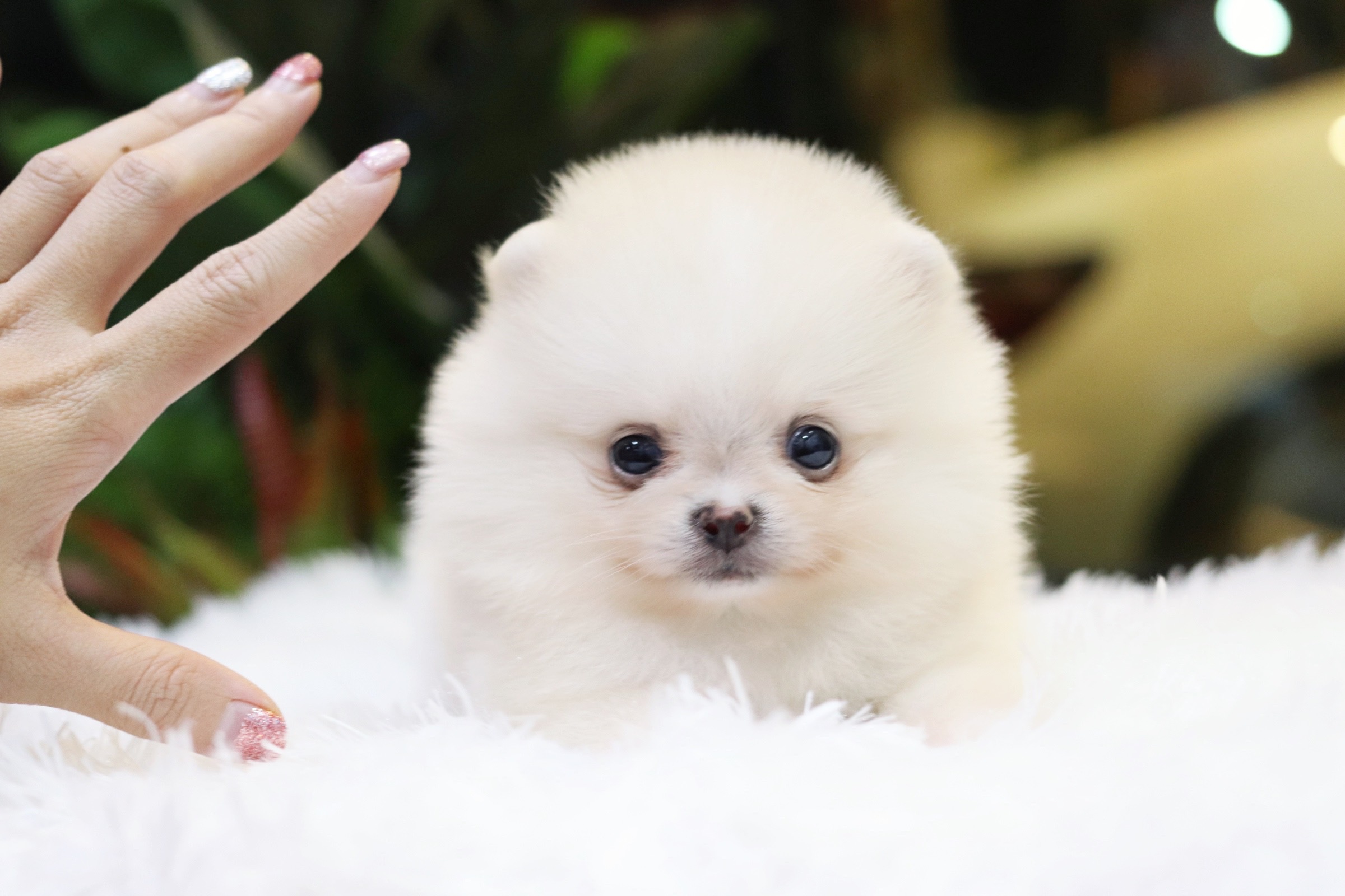 ปอมเมอเรเนียน เพศเมีย ขาวครีม ทีคัพ