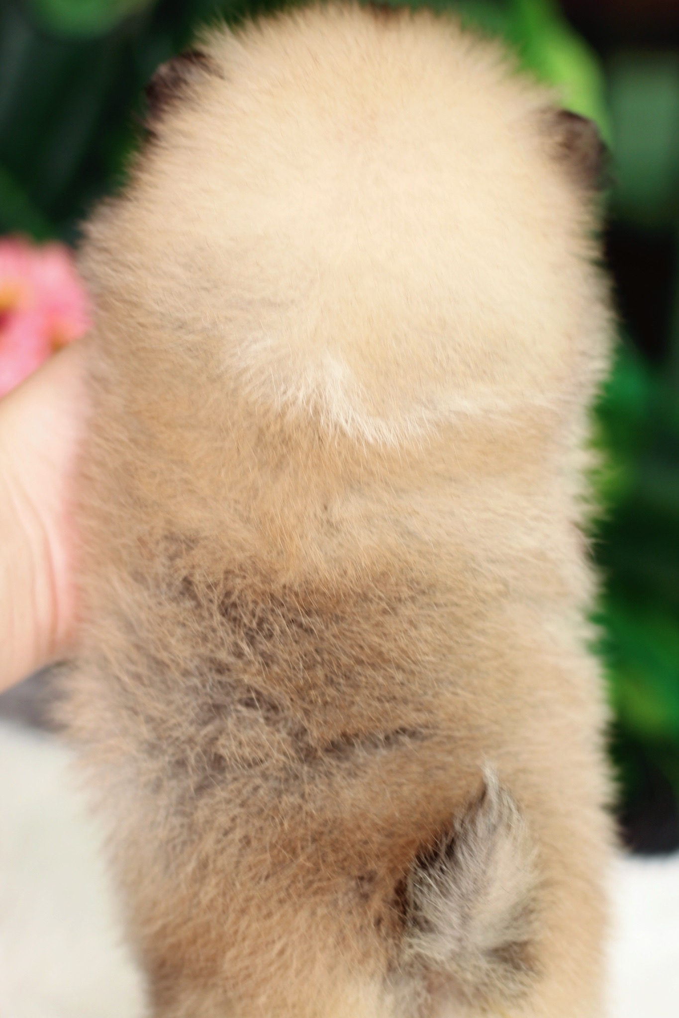 ปอมเมอเรเนียน เพศผู้ สีส้ม