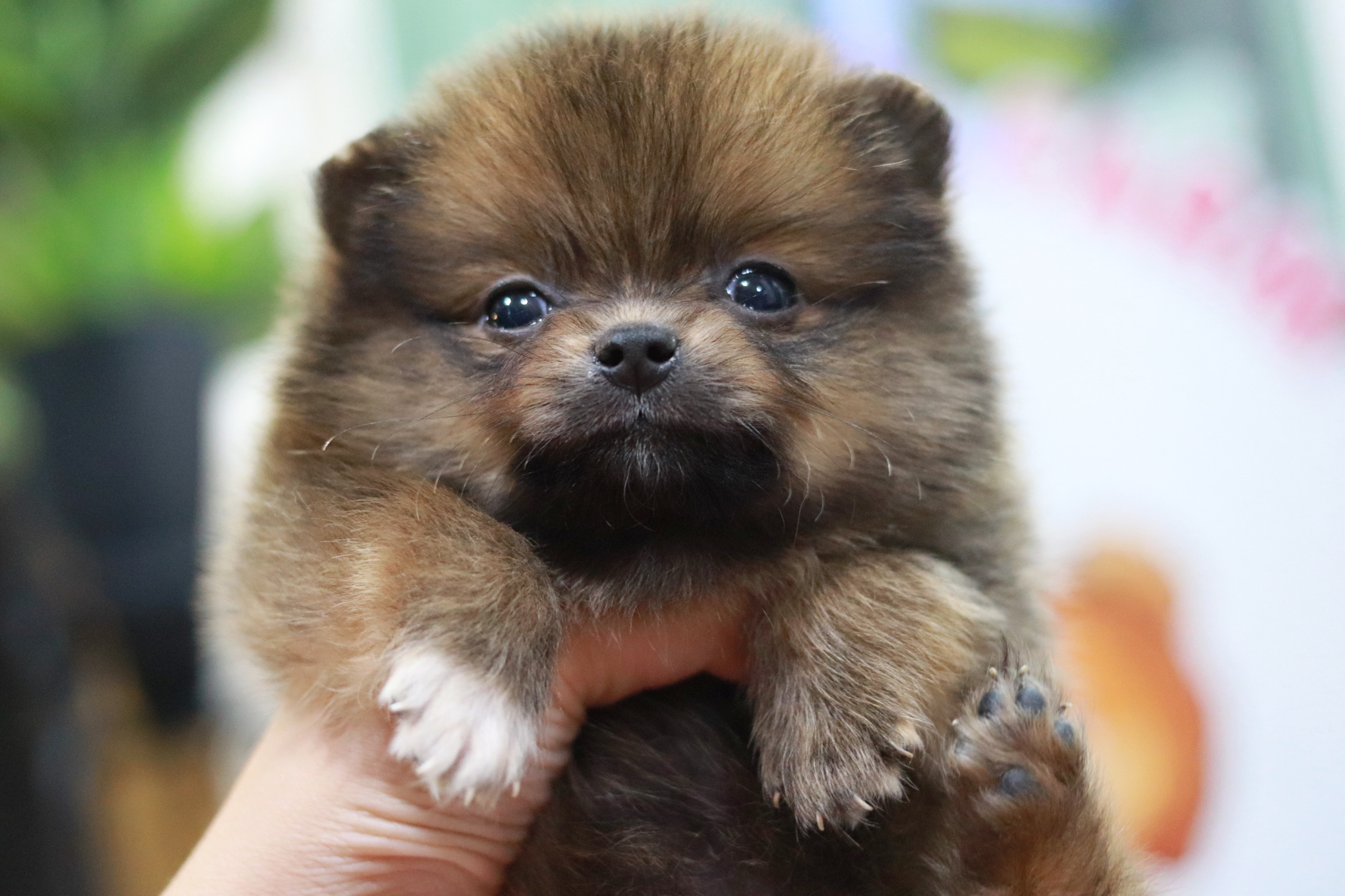 ปอมเมอเรเนียน เพศผู้