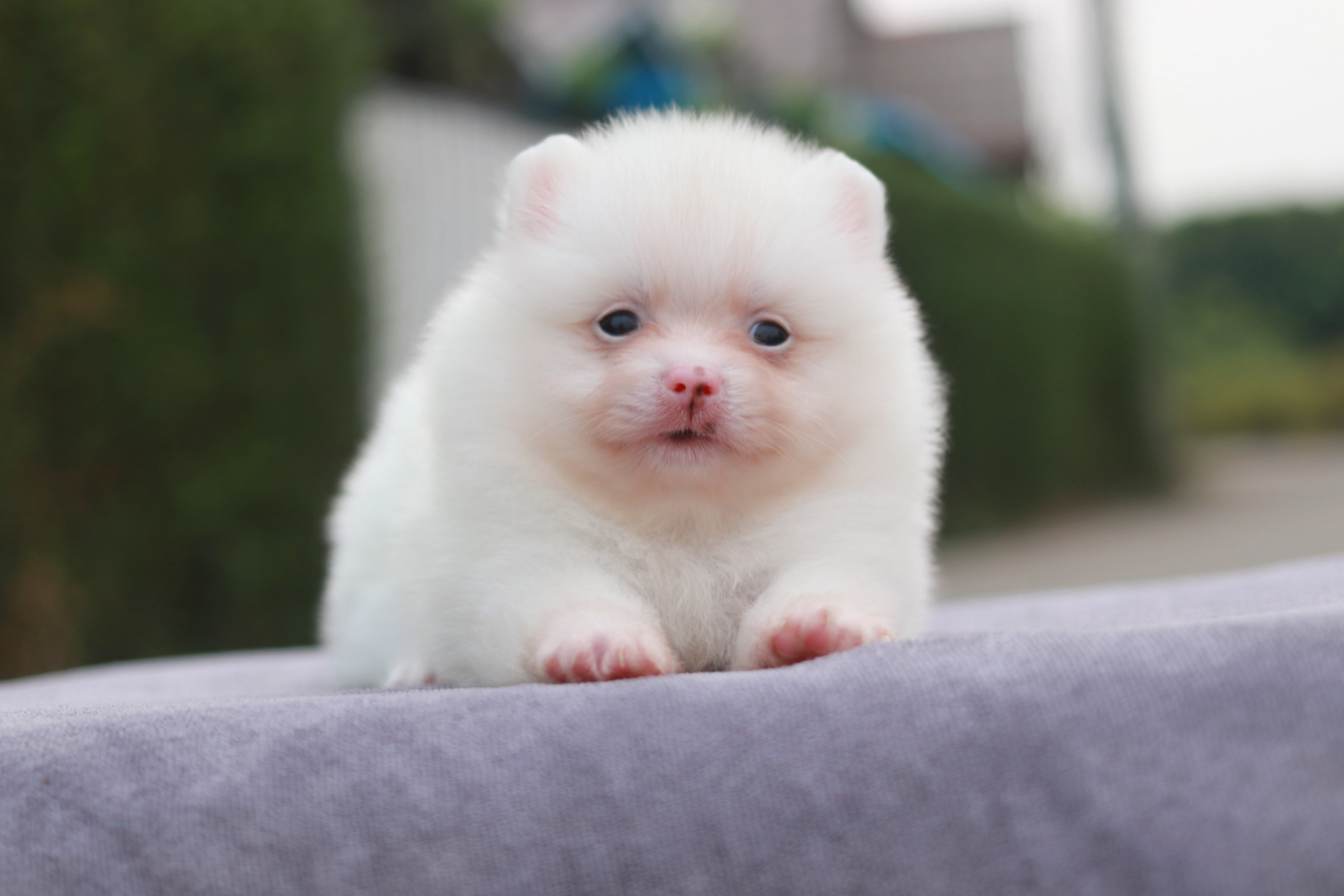 ปอมเมอเรเนียน เพศเมีย