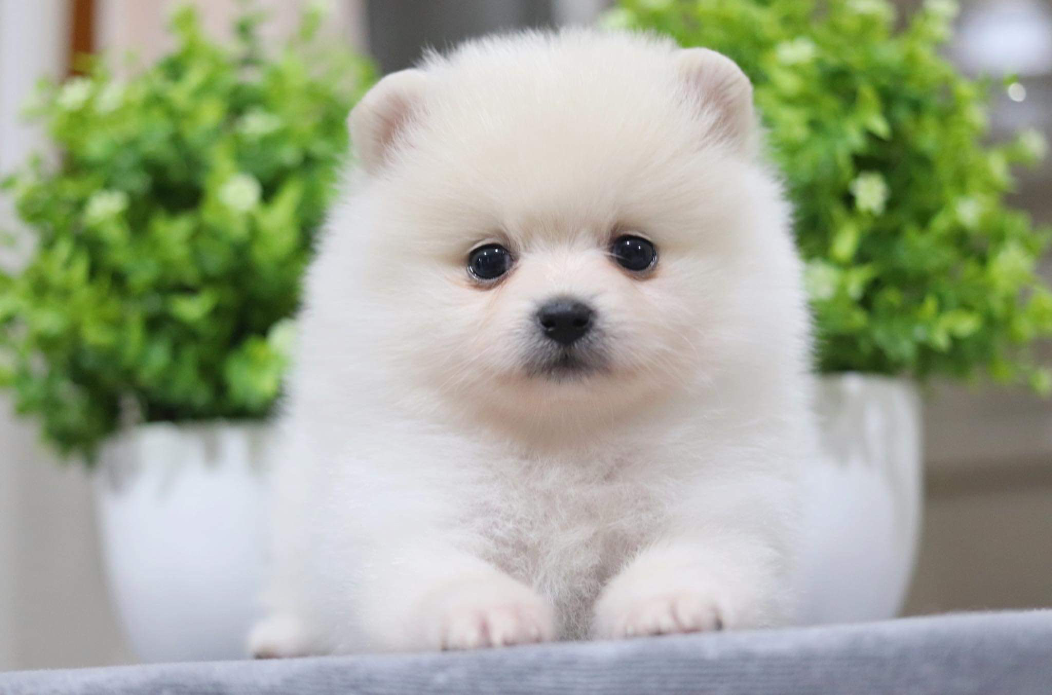 ปอมเมอเรเนียน เพศผู้