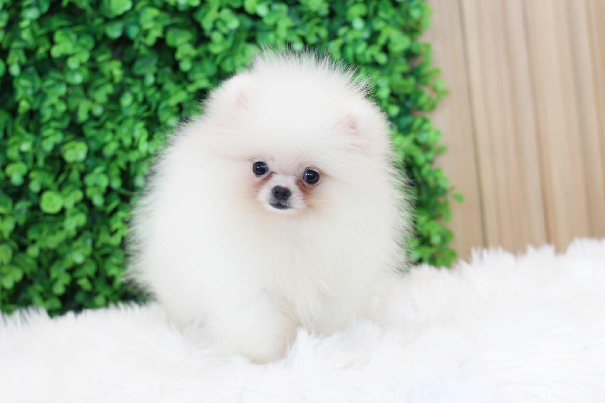 ปอมเมอเรเนียน เพศเมียสีขาวครีมเกรดโชว์ไซส์เล็ก