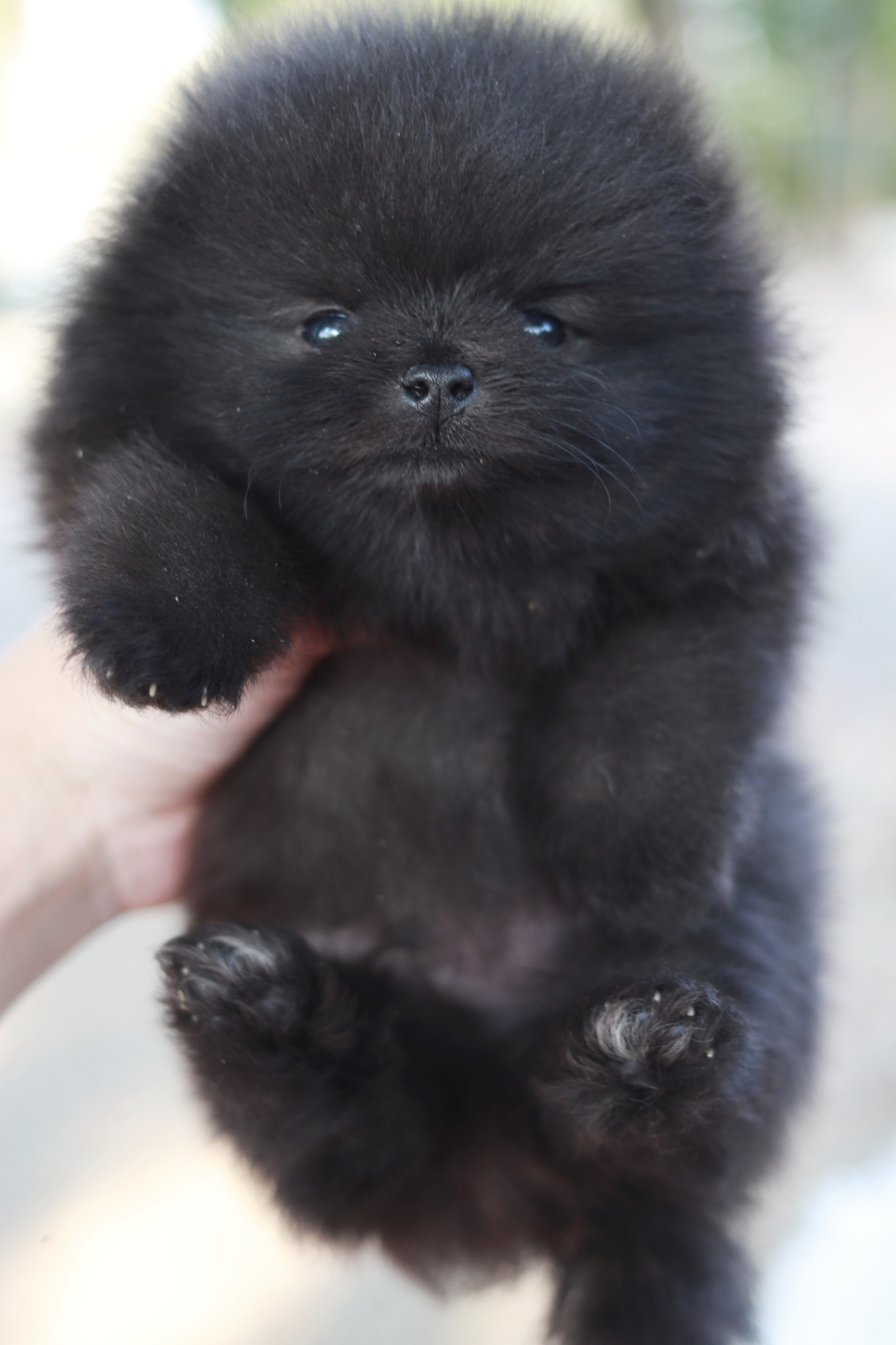 ปอมเมอเรเนียน เพศผู้สีดำ