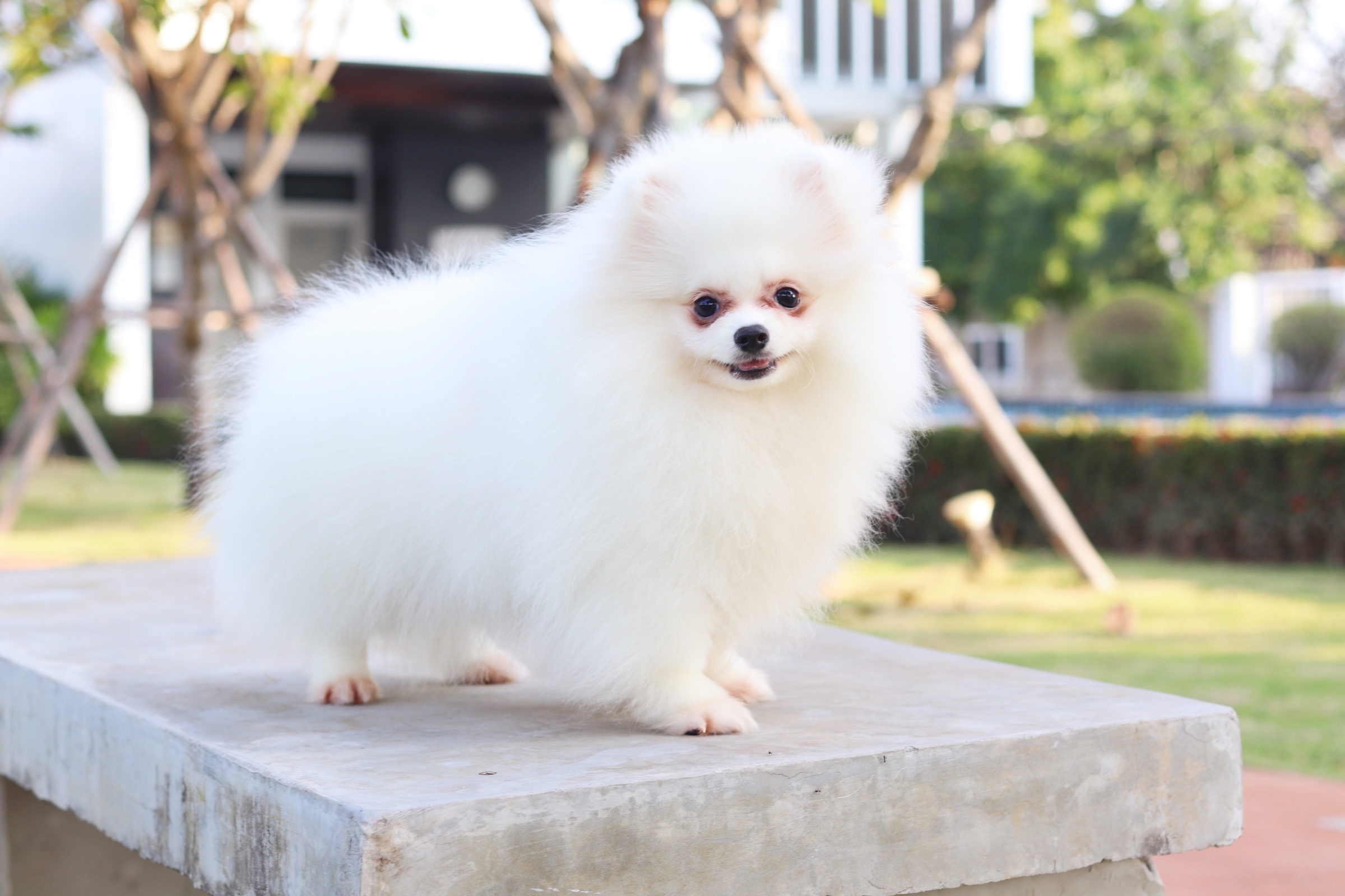 ปอมเมอเรเนียน เพศผู้ สีขาวสามเดือนเกรดพ่อพันธุ์