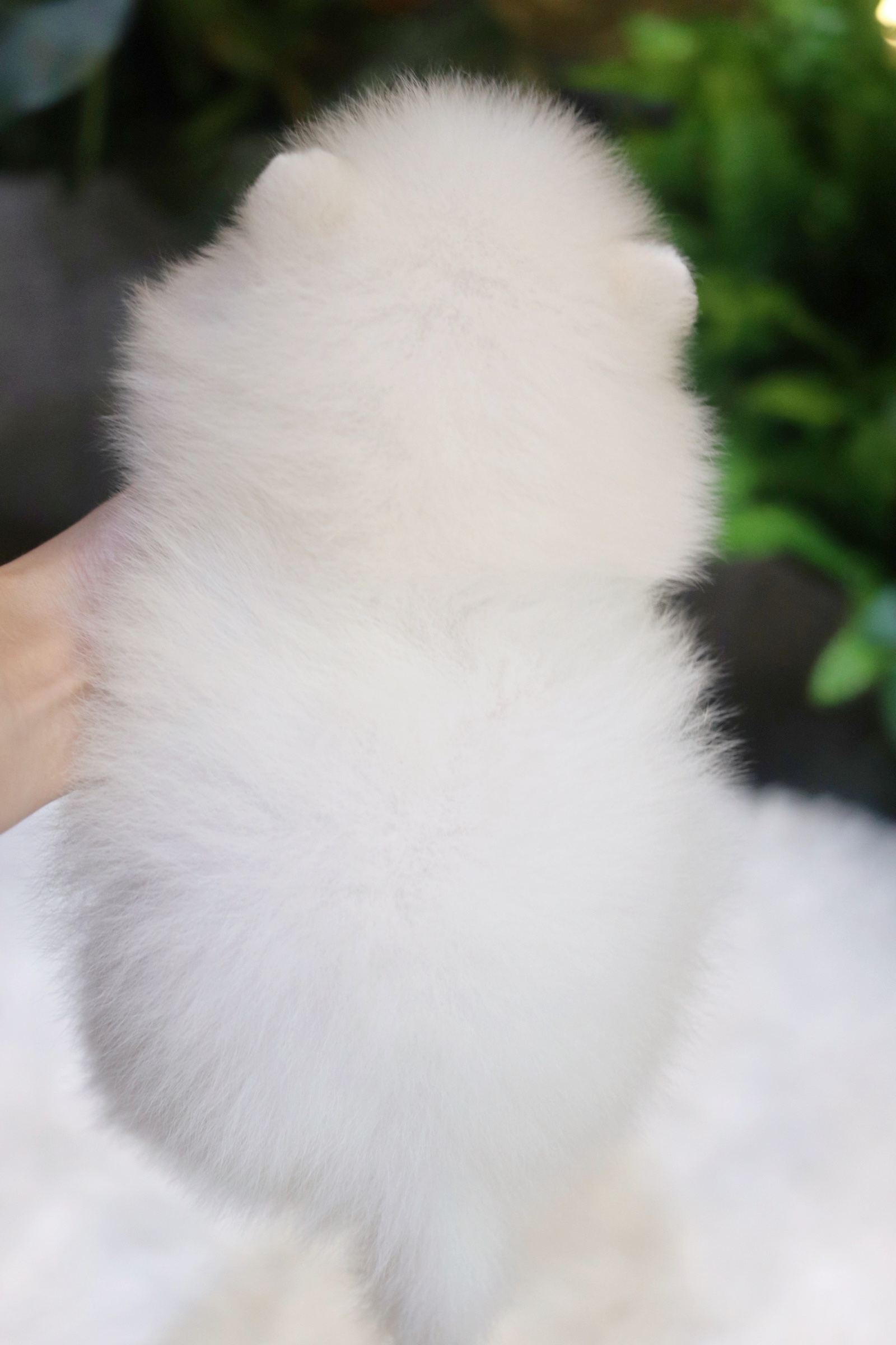 ปอมเมอเรเนียน เพศผู้ ขาวครีม