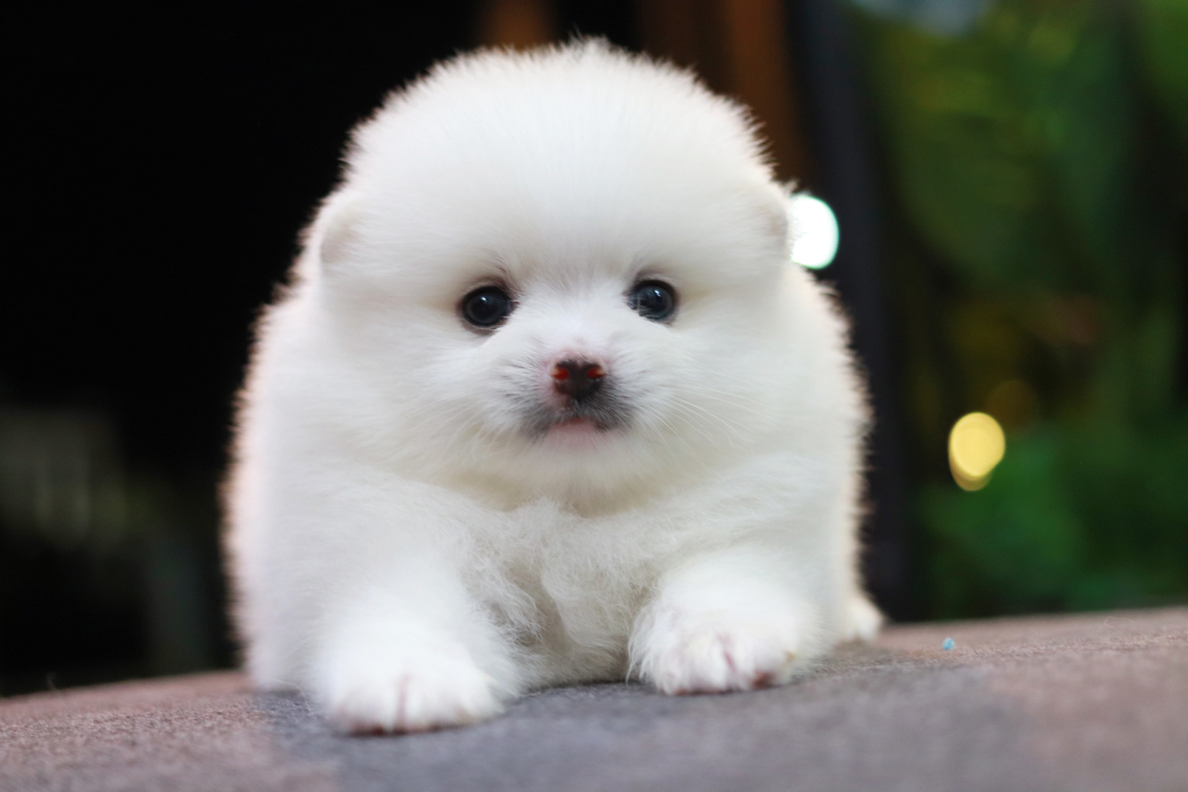 ปอมเมอเรเนียน เพศผู้