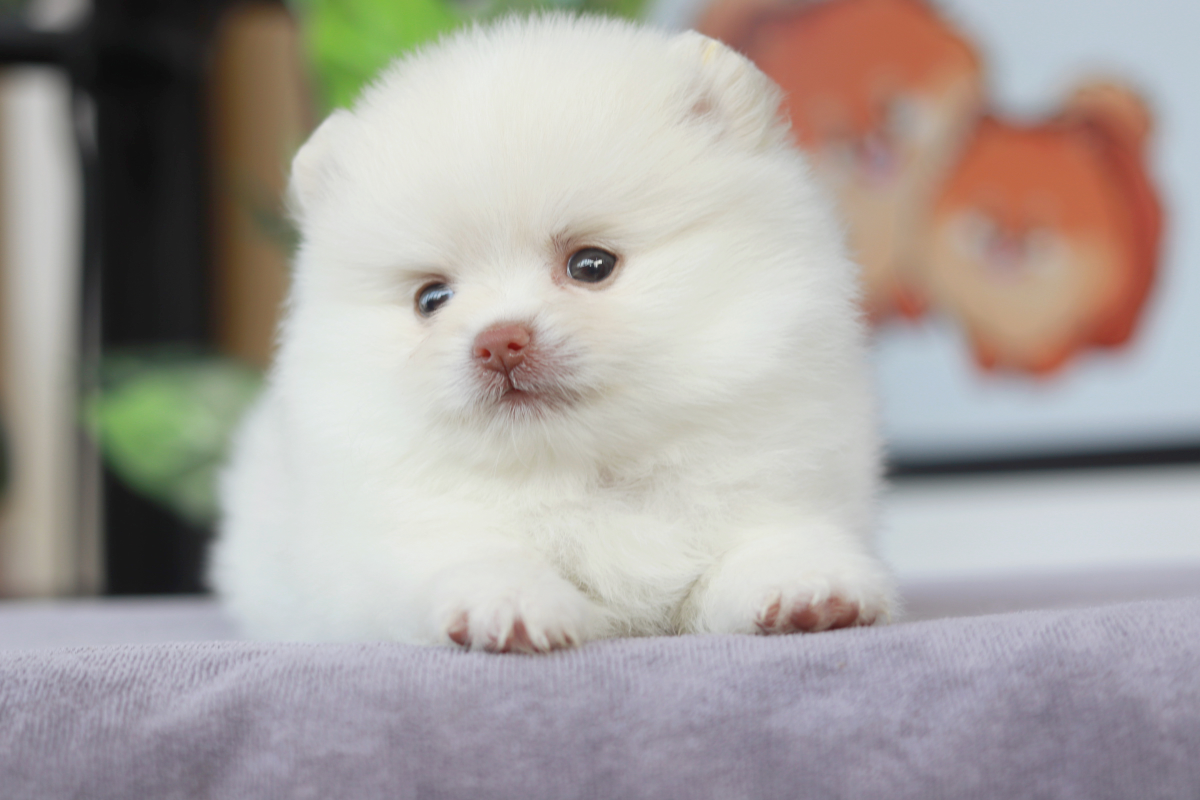 ปอมเมอเรเนียน เพศผู้