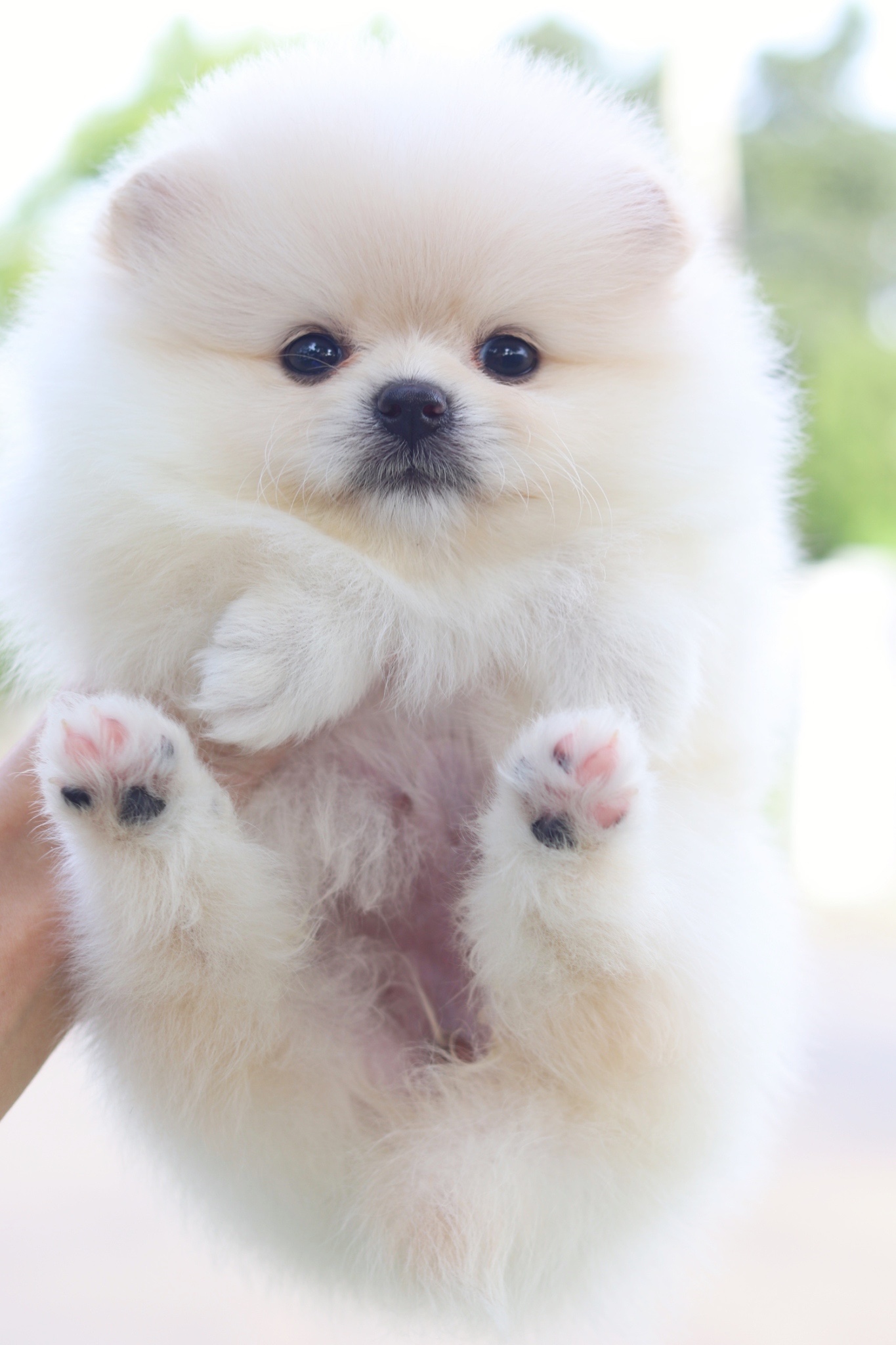 ปอมเมอเรเนียน เพศเมียสีขาวครีมเกรดโชว์