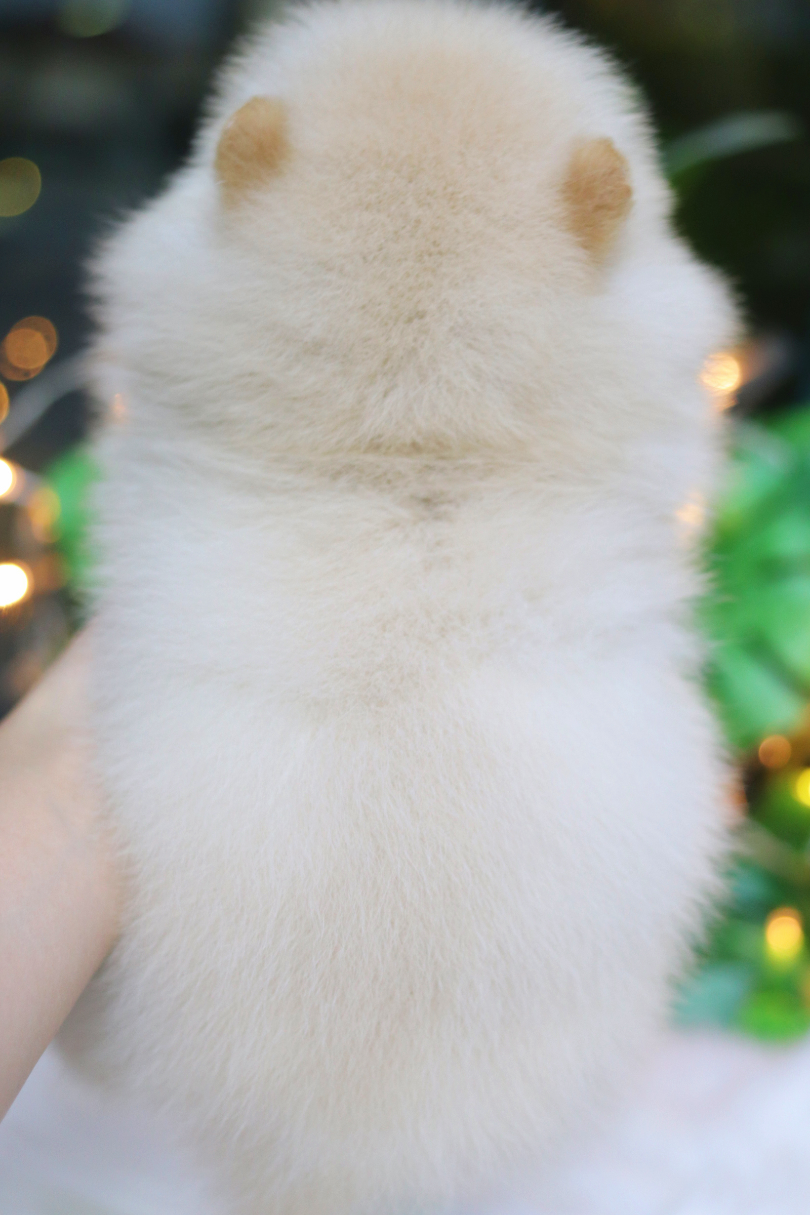 ปอมเมอเรเนียน เพศผู้สีขาวครีม