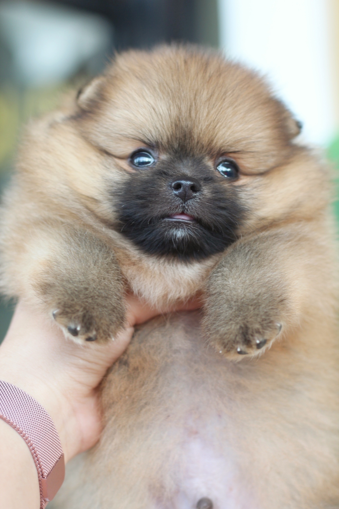 ปอมเมอเรเนียน เพศผู้สีส้ม