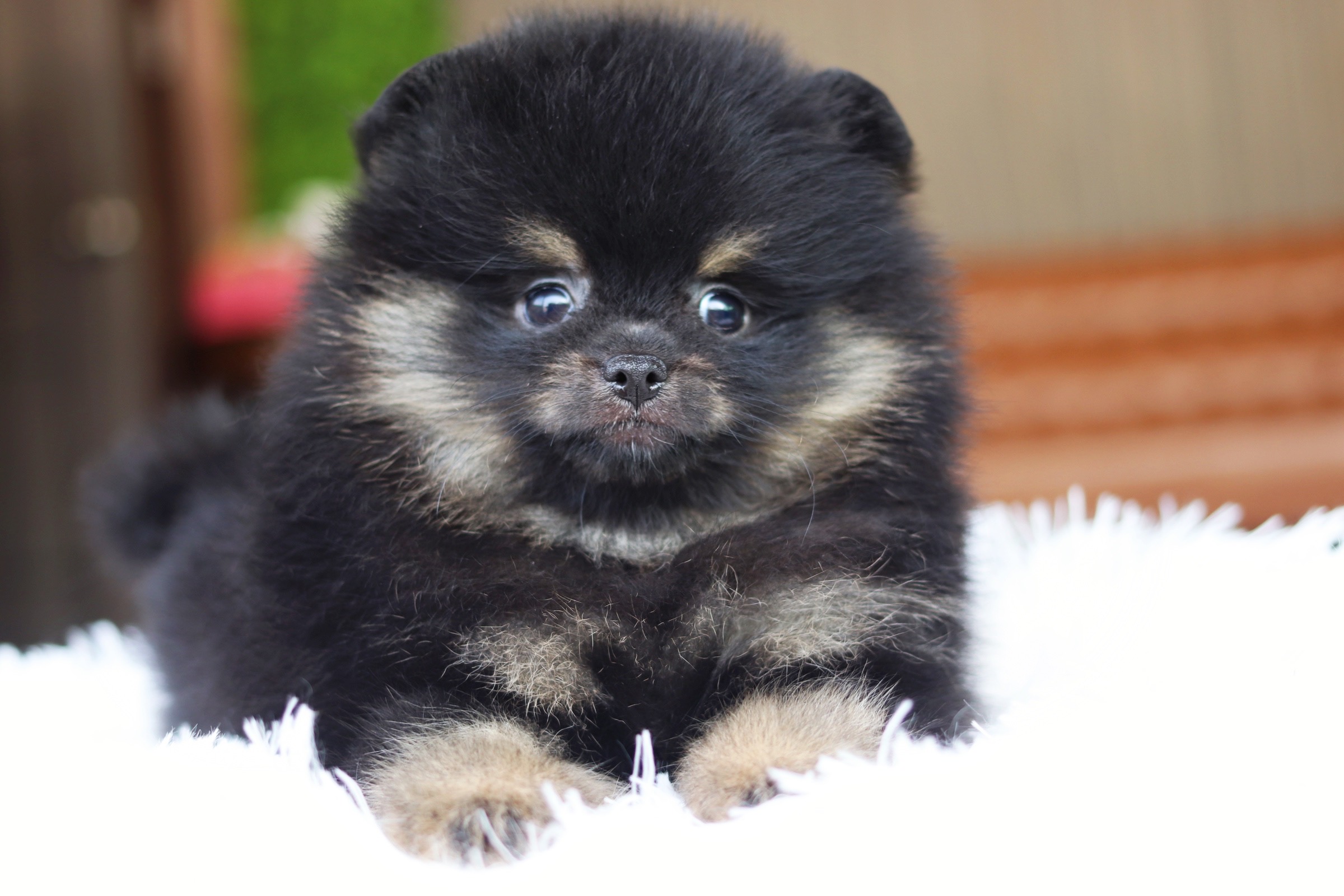 ปอมเมอเรเนียน เพศผู้ สีแบล็คแทน