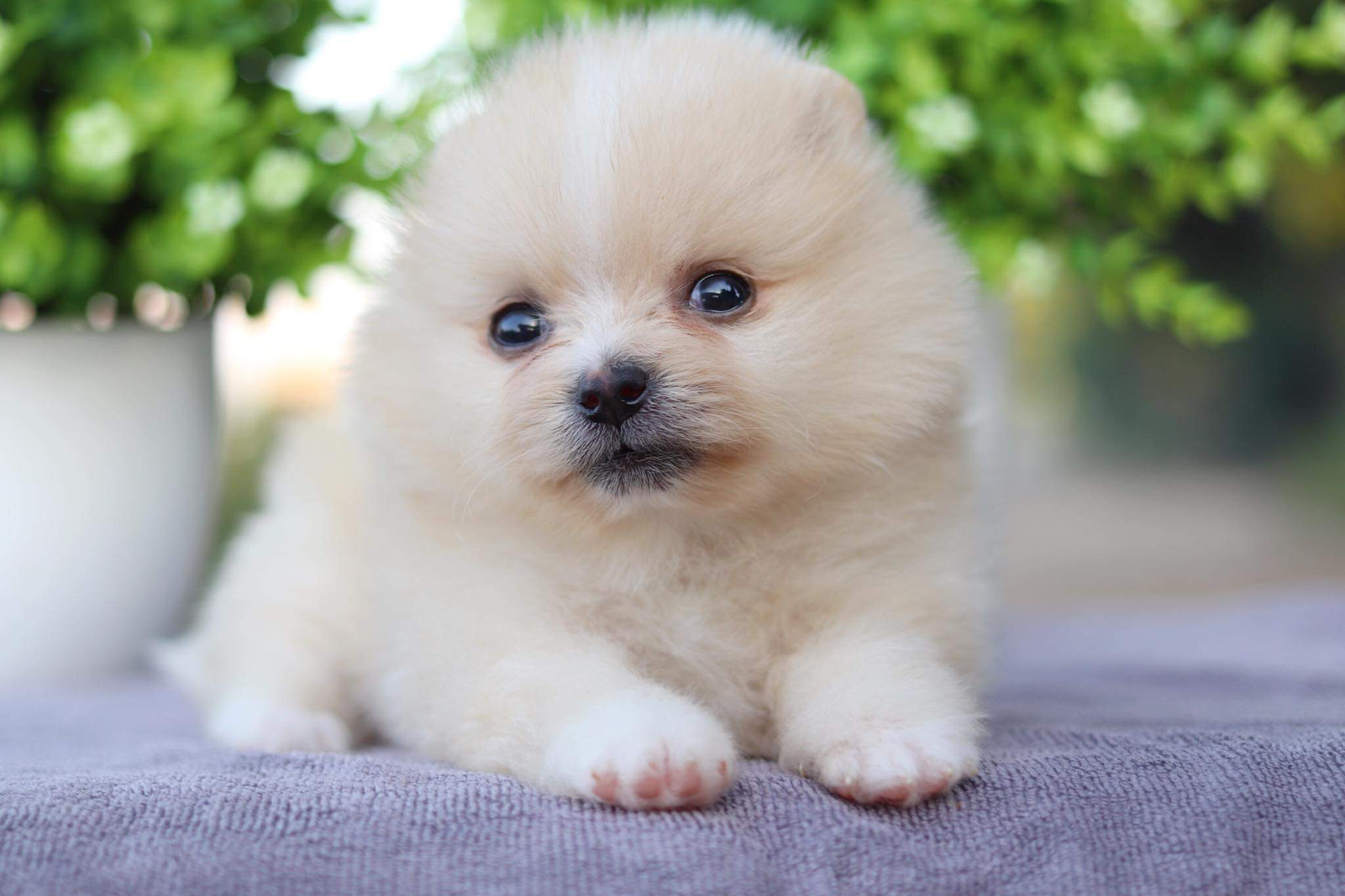 ปอมเมอเรเนียน เพศเมีย