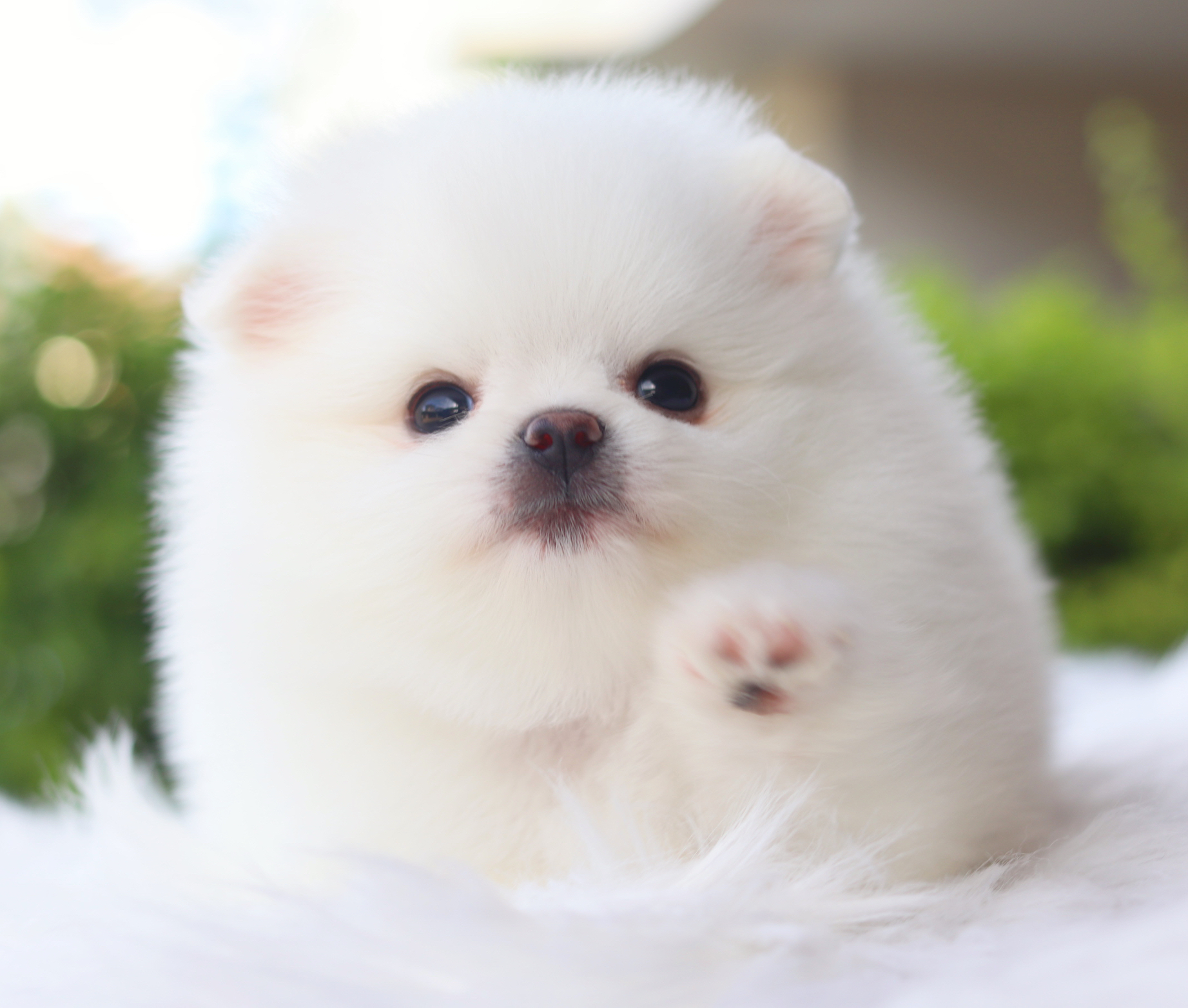 ปอมเมอเรเนียน เพศเมียสีขาวสำลีเกรดโชว์