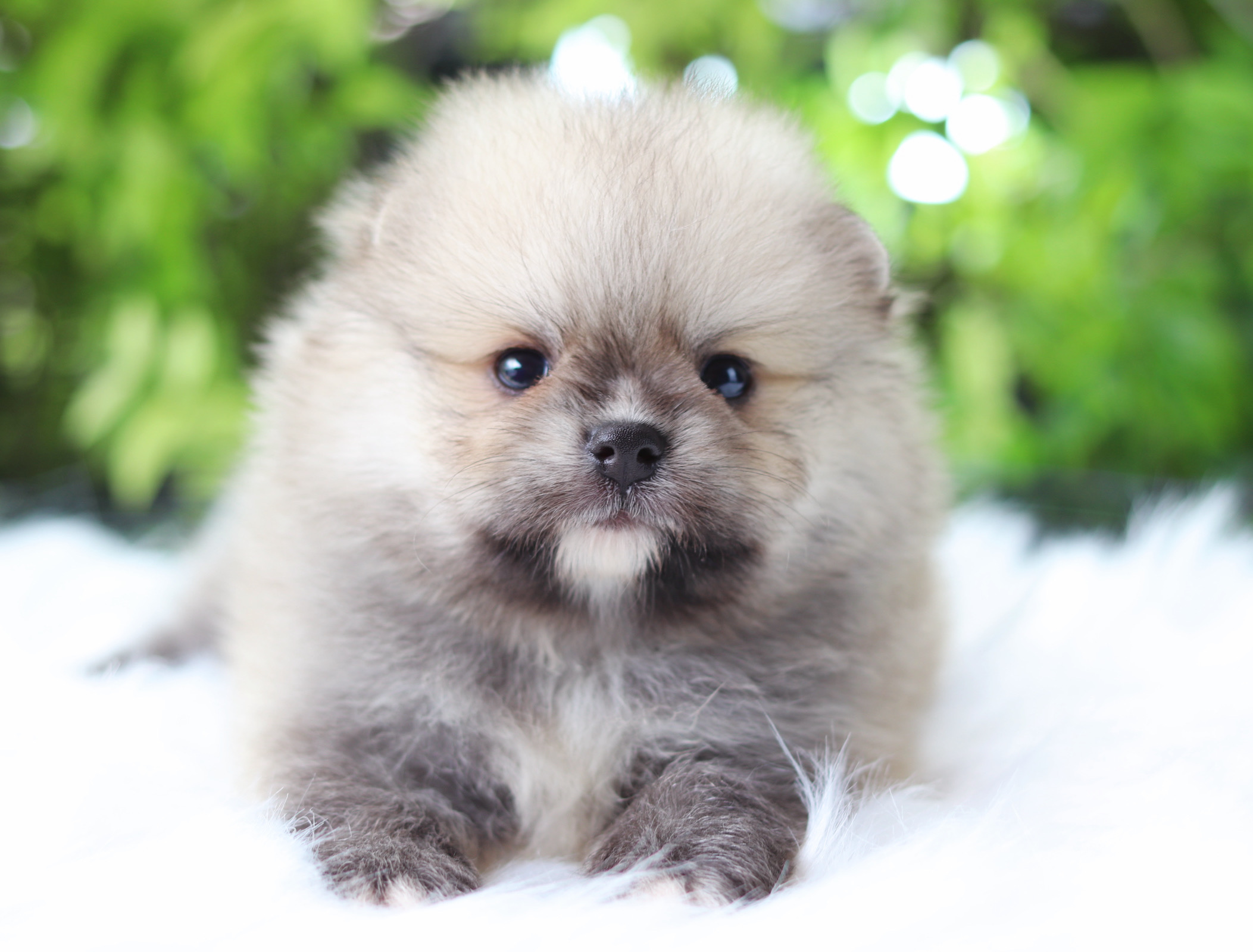 ปอมเมอเรเนียน เพศผู้สีส้ม เกรดโชว์