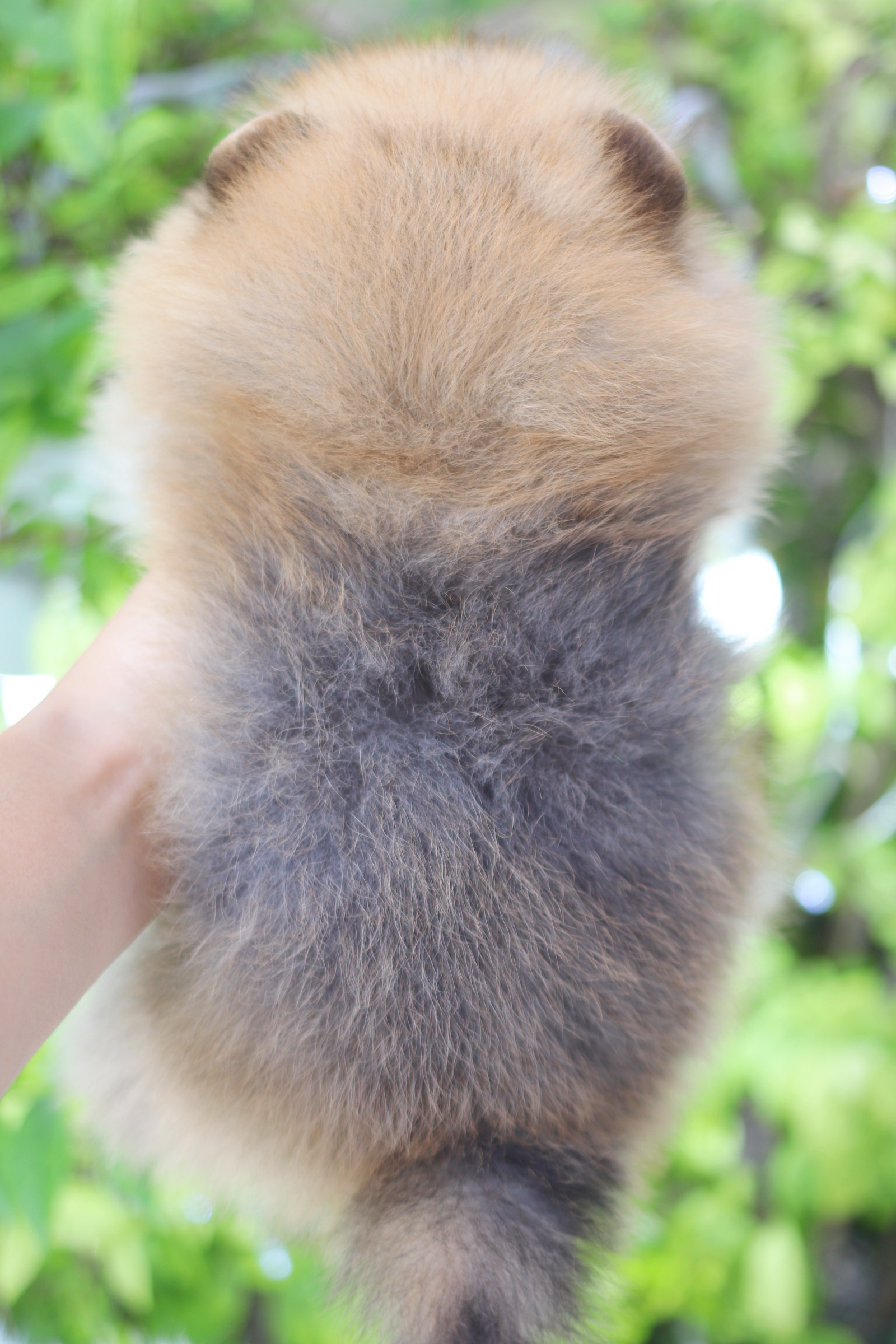 ปอมเมอเรเนียน เพศผู้ สีส้ม เกรดโชว์