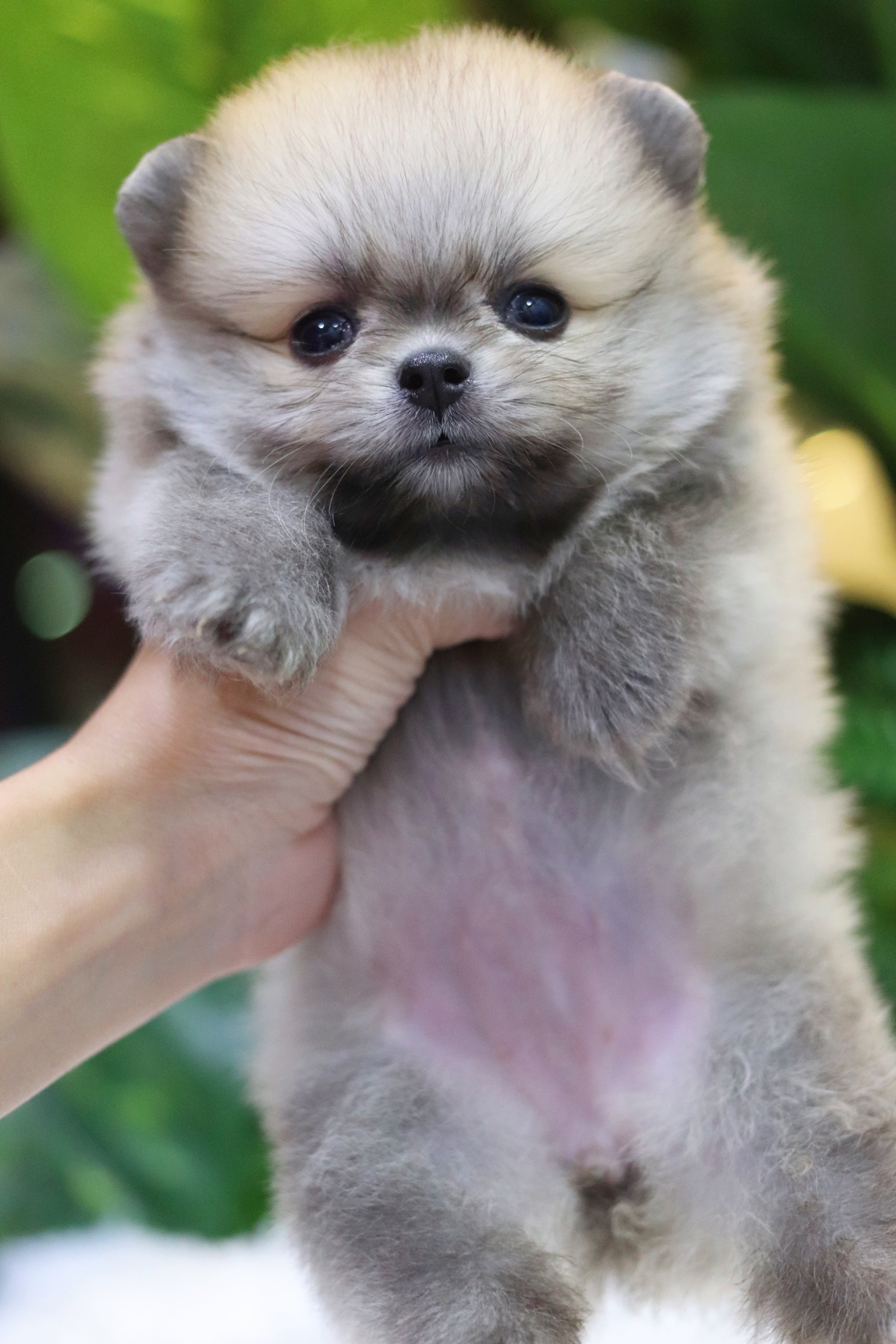 ปอมเมอเรเนียน เพศเมียสีส้ม