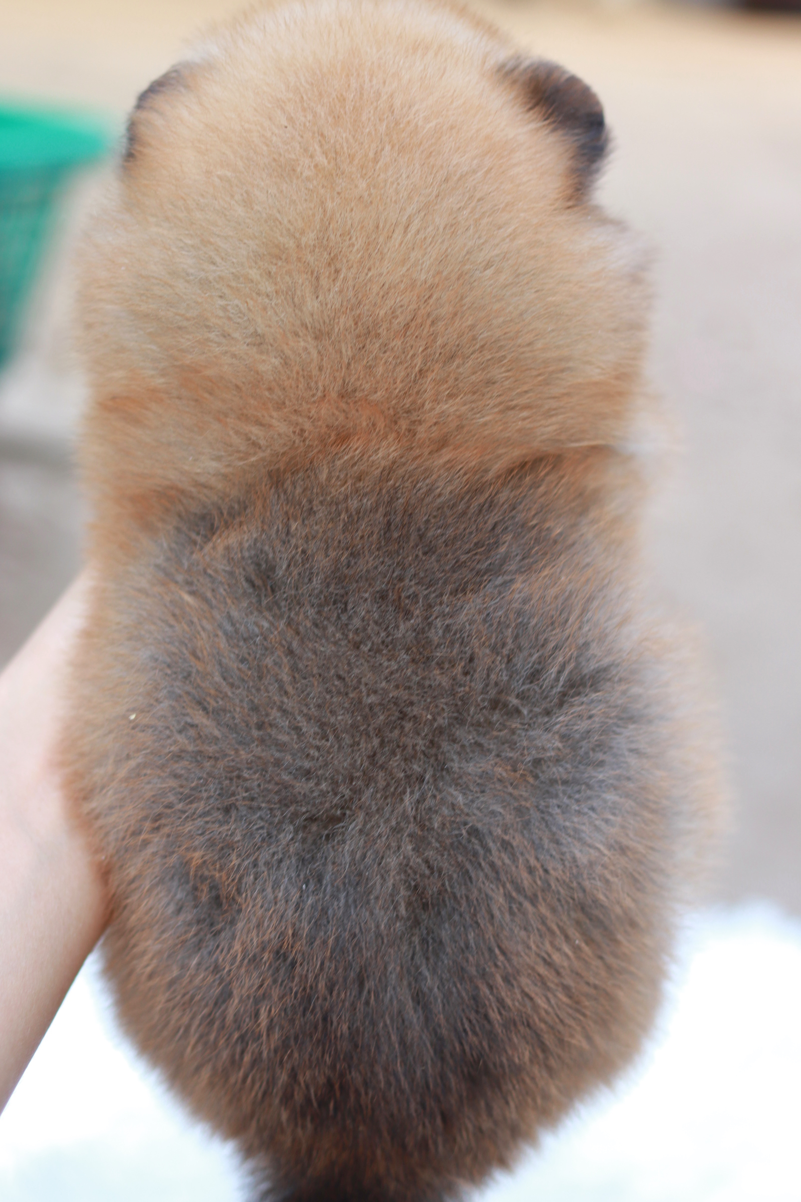 ปอมเมอเรเนียน เพศผู้สีส้ม