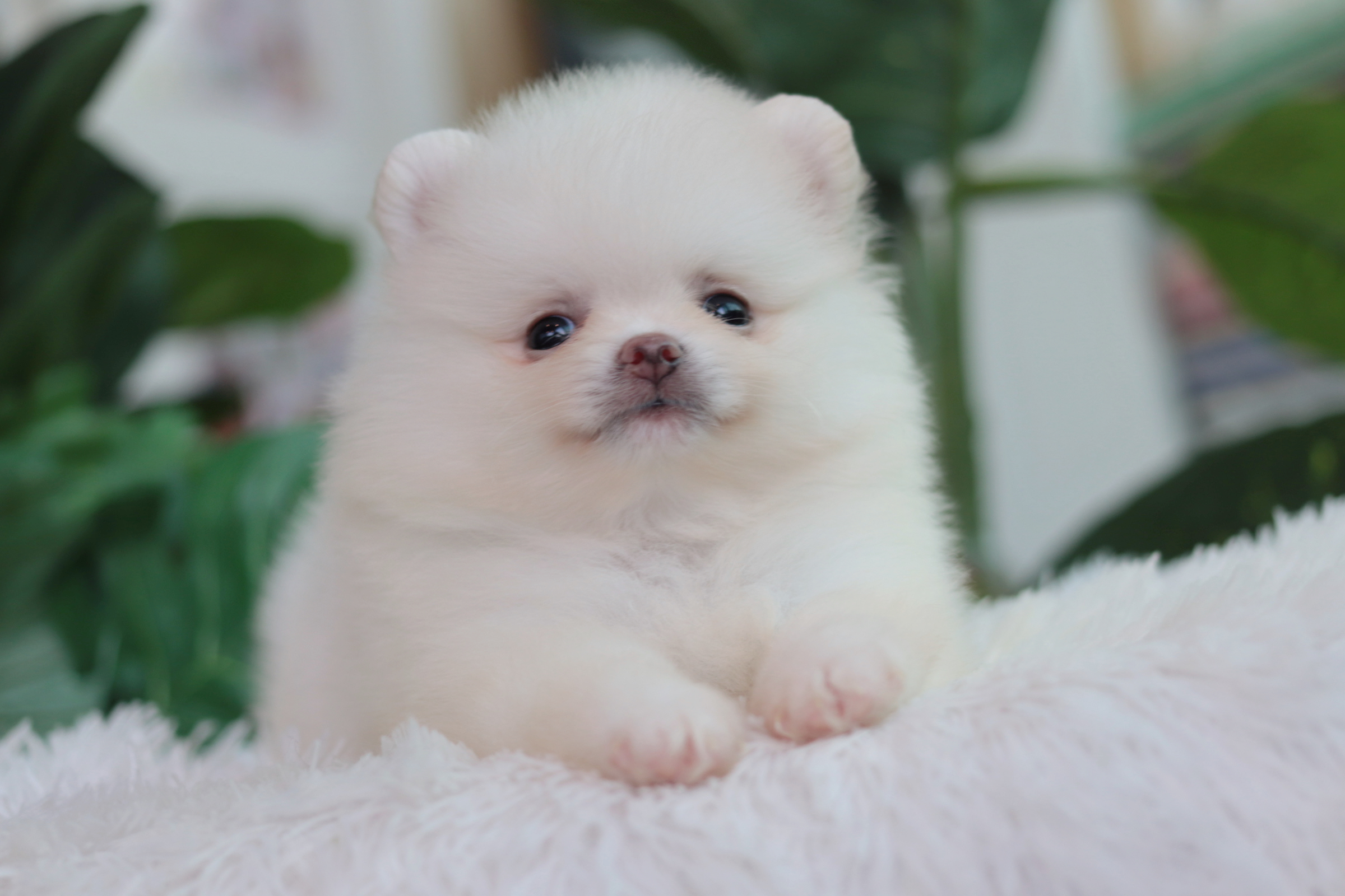 ปอมเมอเรเนียน เพศผู้สีขาวขนแน่นๆ